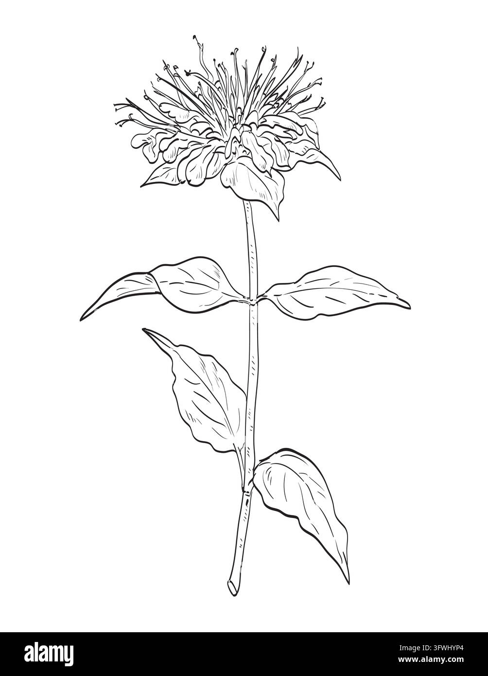 Illustration de style croquis de bergamote sauvage Monarda fistulosa, ou baume des abeilles, de la famille des Lamiacées Lamiaceae et une plante sauvage comestible sur fond isolé Illustration de Vecteur