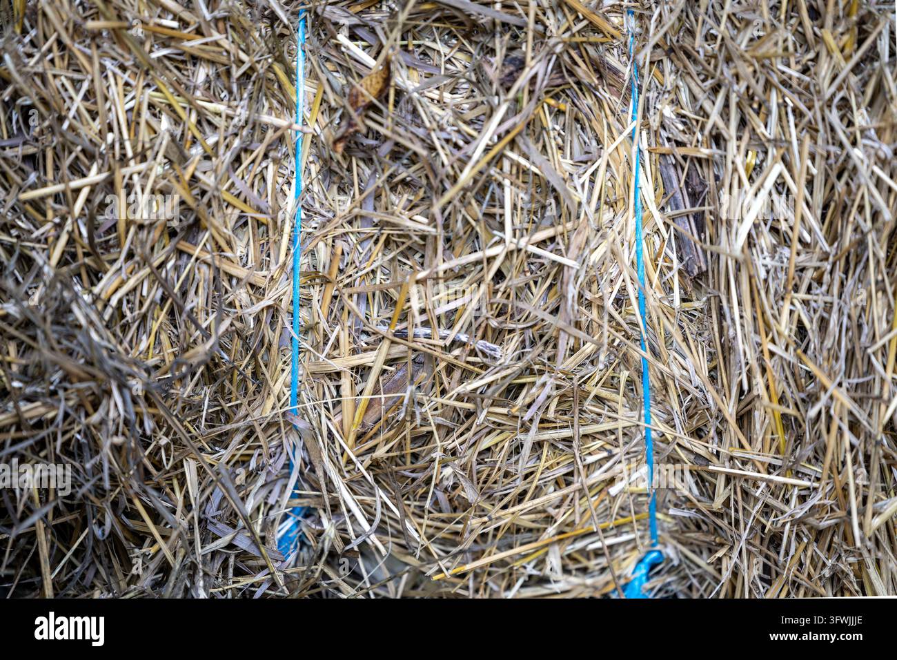 Ficelle bleue et nœuds croisés sur une balle densément emballée de tiges de plantes sèches. Banque D'Images