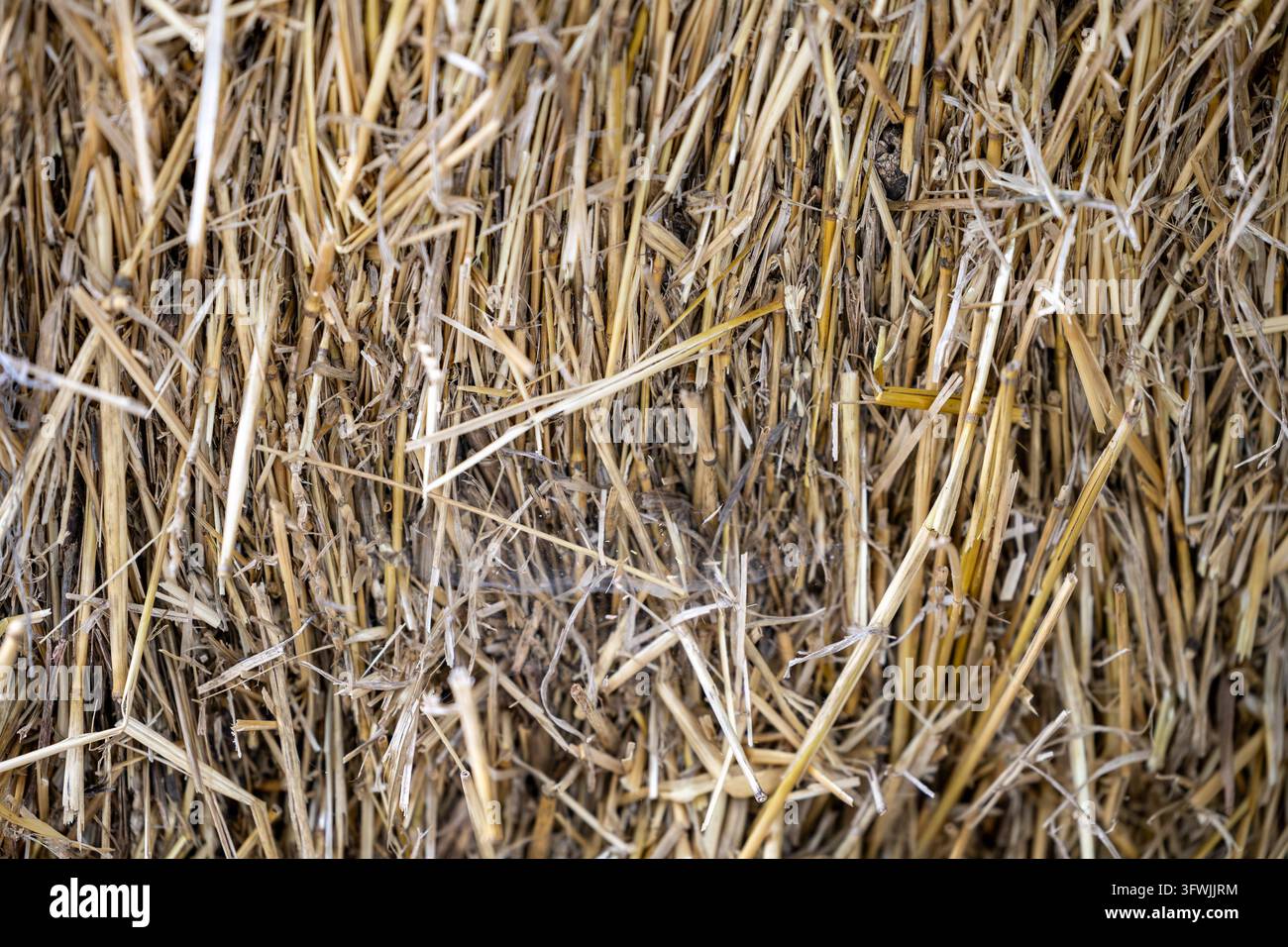 Des tiges sèches comprimées se chevauchent dans un gros plan montrant des tiges brisées, des extrémités coupées et des fibres végétales grossières. Banque D'Images