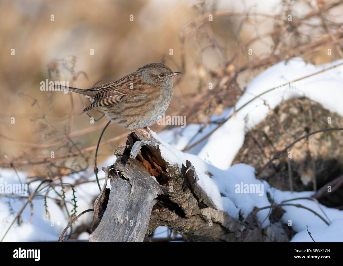 Dunnock, Prunella modularis. Matin d'hiver, un oiseau est posé sur une souche couverte de neige Banque D'Images