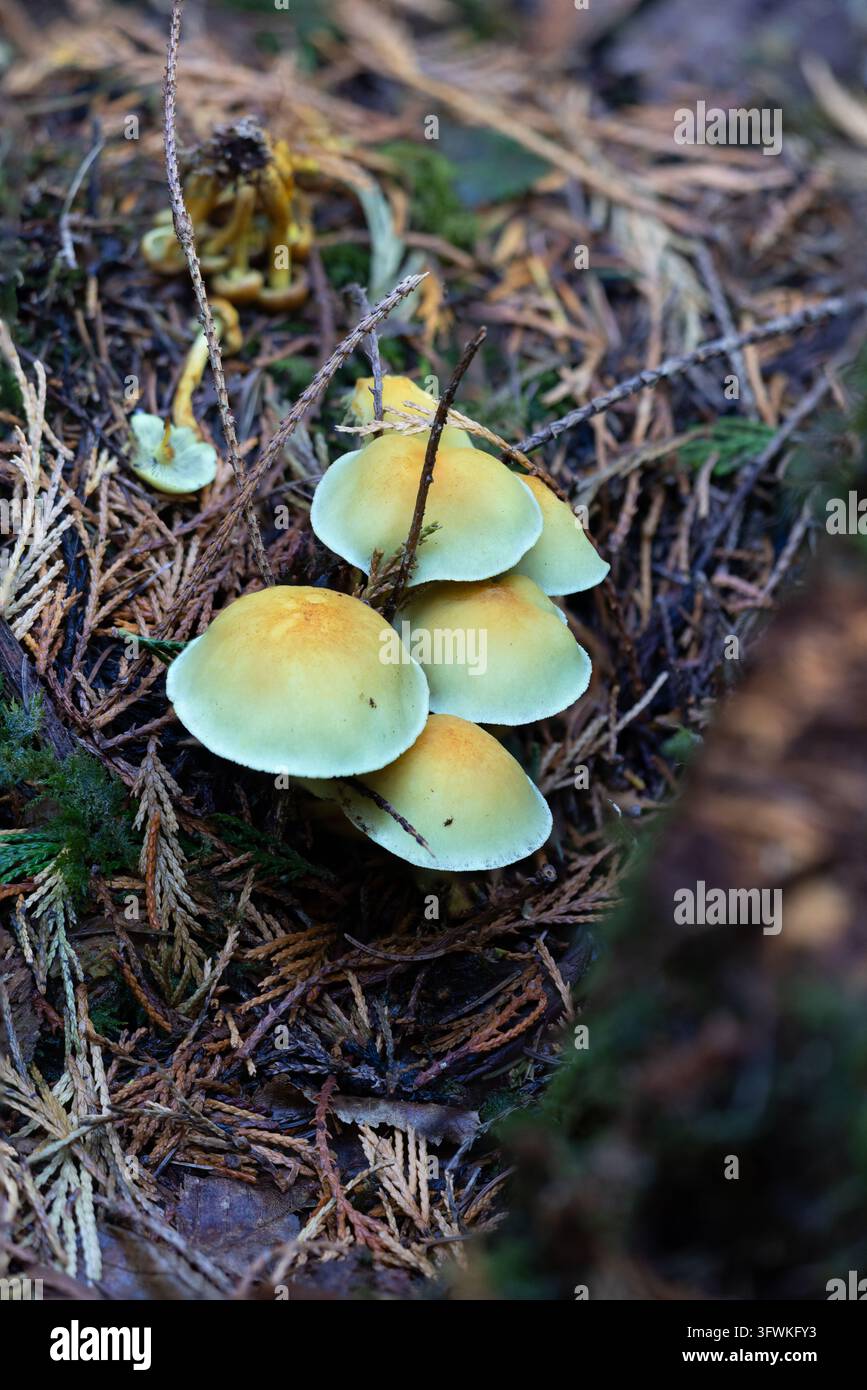 Grossissement de champignons à tuyaux soufrés sur le sol d'une forêt en automne, Angleterre, Royaume-Uni. Banque D'Images