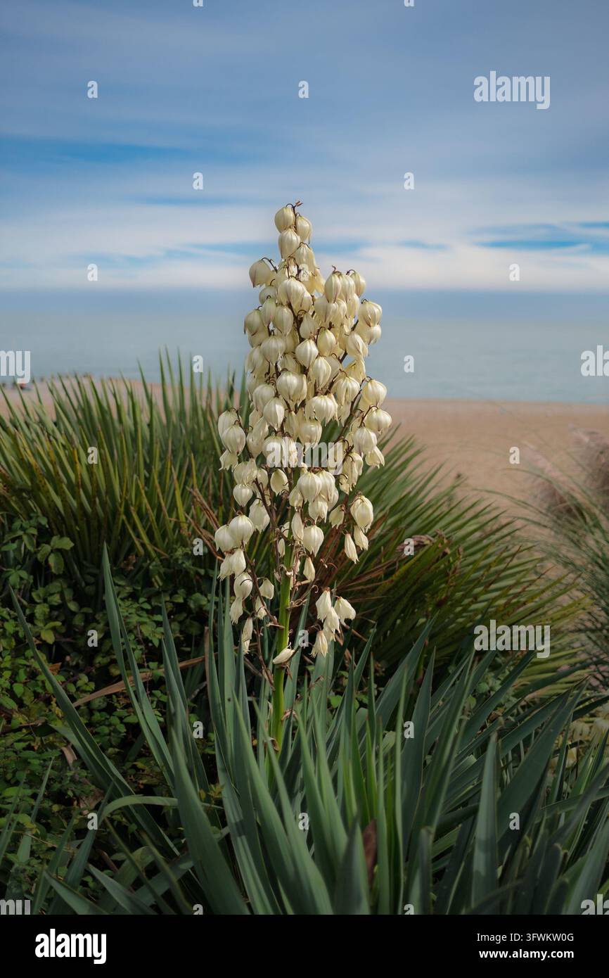 Tige de fleur du dague espagnol. Également connu sous le nom de lys palmier, yucca Moundilly. Banque D'Images