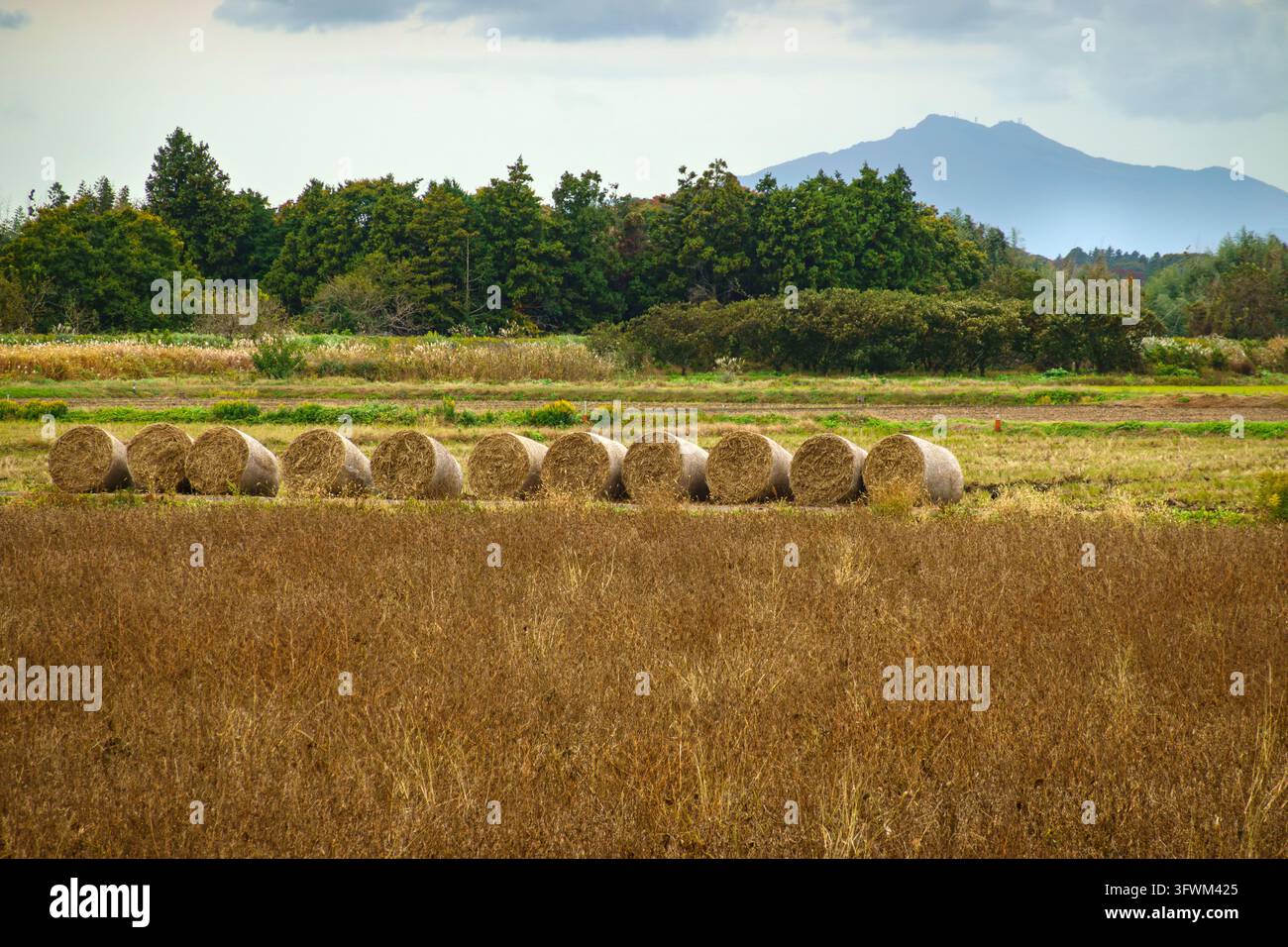 Roulés de paille et le mont Tsukuba se dressant magnifiquement sous un ciel immense Banque D'Images