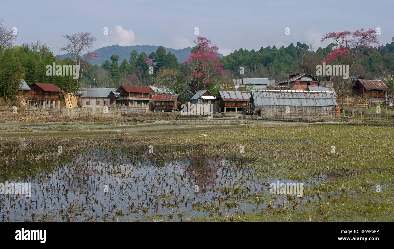 Vue panoramique du village tribal apatani au printemps avec de magnifiques arbres en fleurs rose vif se reflétant dans l'eau, Ziro, Arunachal Pradesh, Inde Banque D'Images