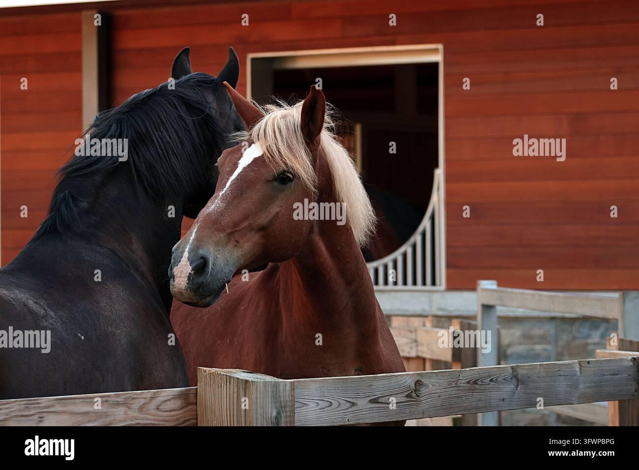 gros plan de deux chevaux domestiques interagissant près d'une clôture d'écurie dans un ranch équestre de luxe. Banque D'Images