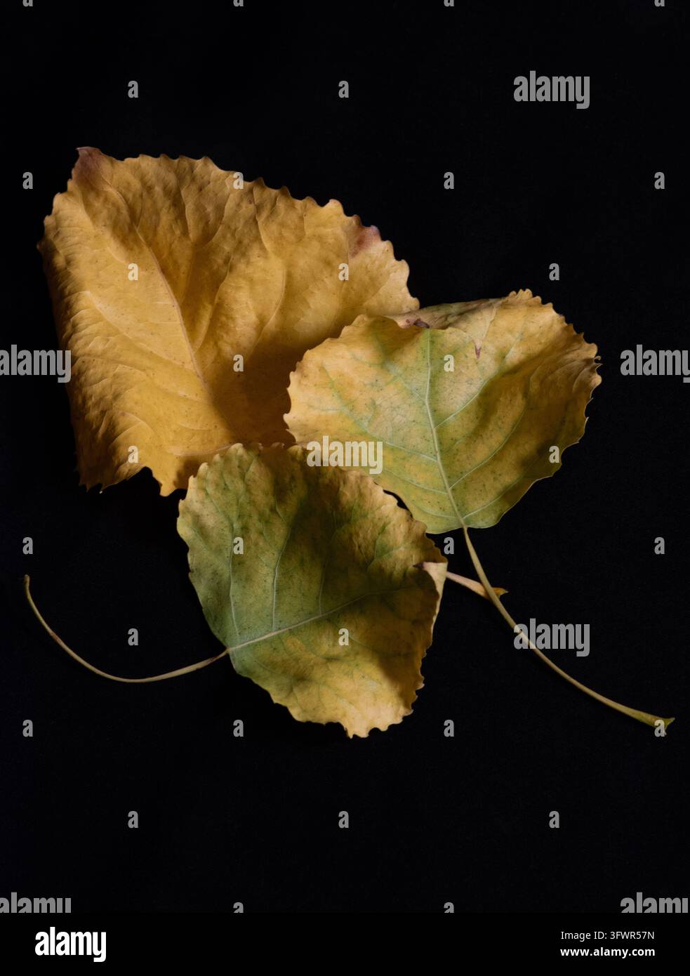 Feuilles d'automne, feuilles dorées, feuilles de tremble Banque D'Images