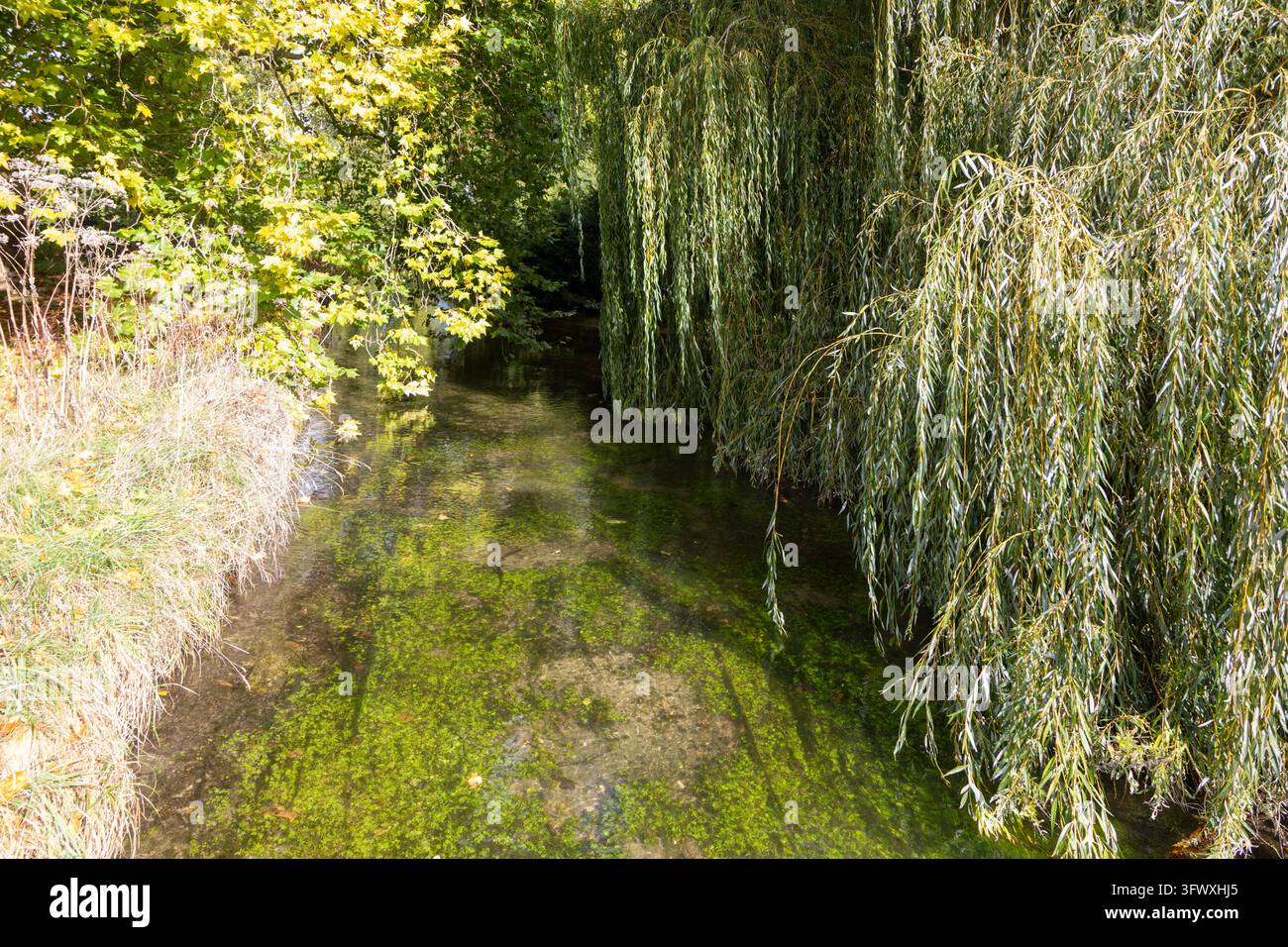 Eau claire du ruisseau calcaire de la rivière Test, Mottisfont, Hampshire, Angleterre, Royaume-Uni Banque D'Images