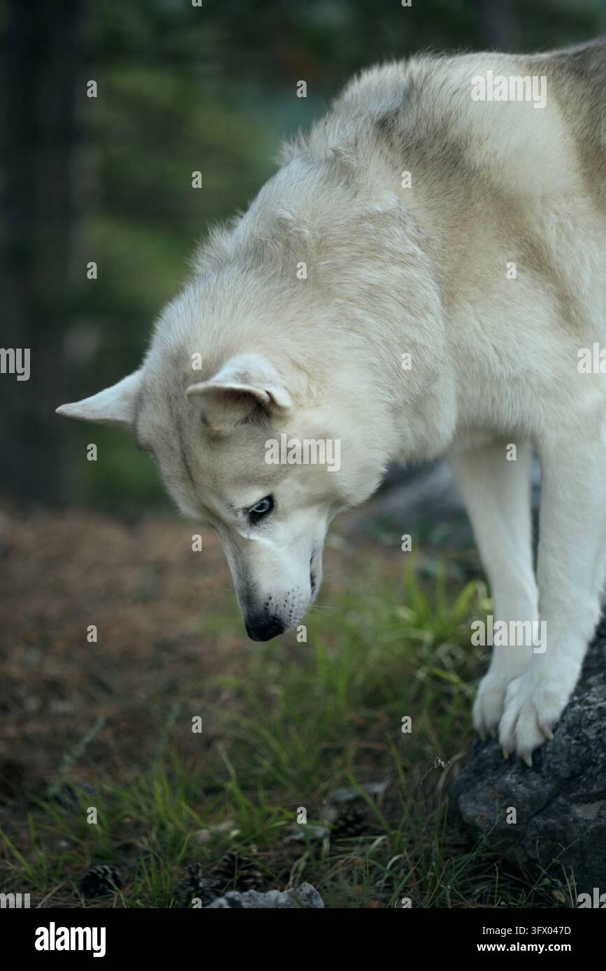 Le husky sibérien abaisse la tête pour explorer les odeurs lors d'une promenade en forêt. Un comportement canin naturel apparaît parmi l'herbe et les arbres, suggérant Banque D'Images