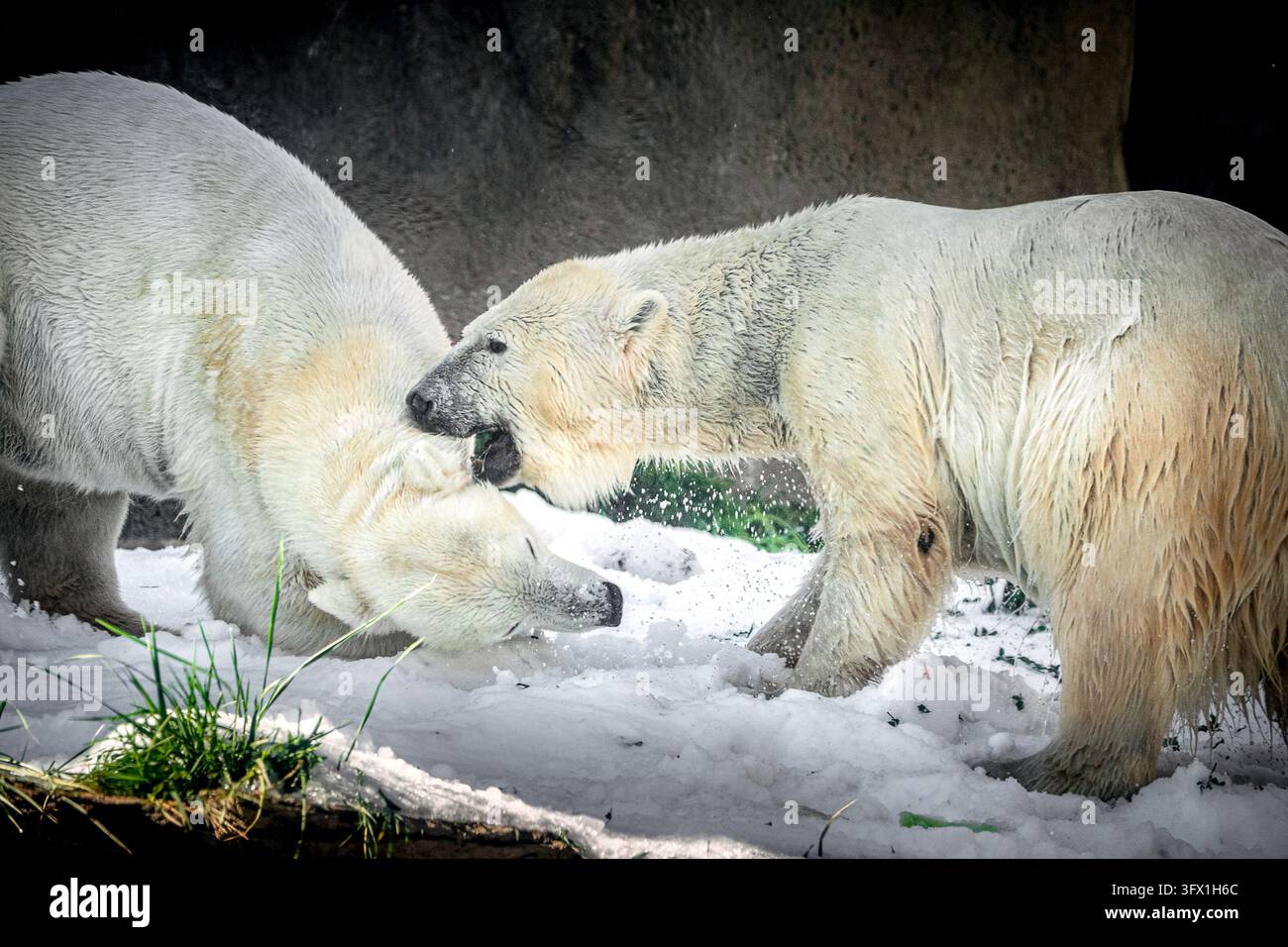Deux ours polaires jouant ensemble sur la neige blanche Banque D'Images