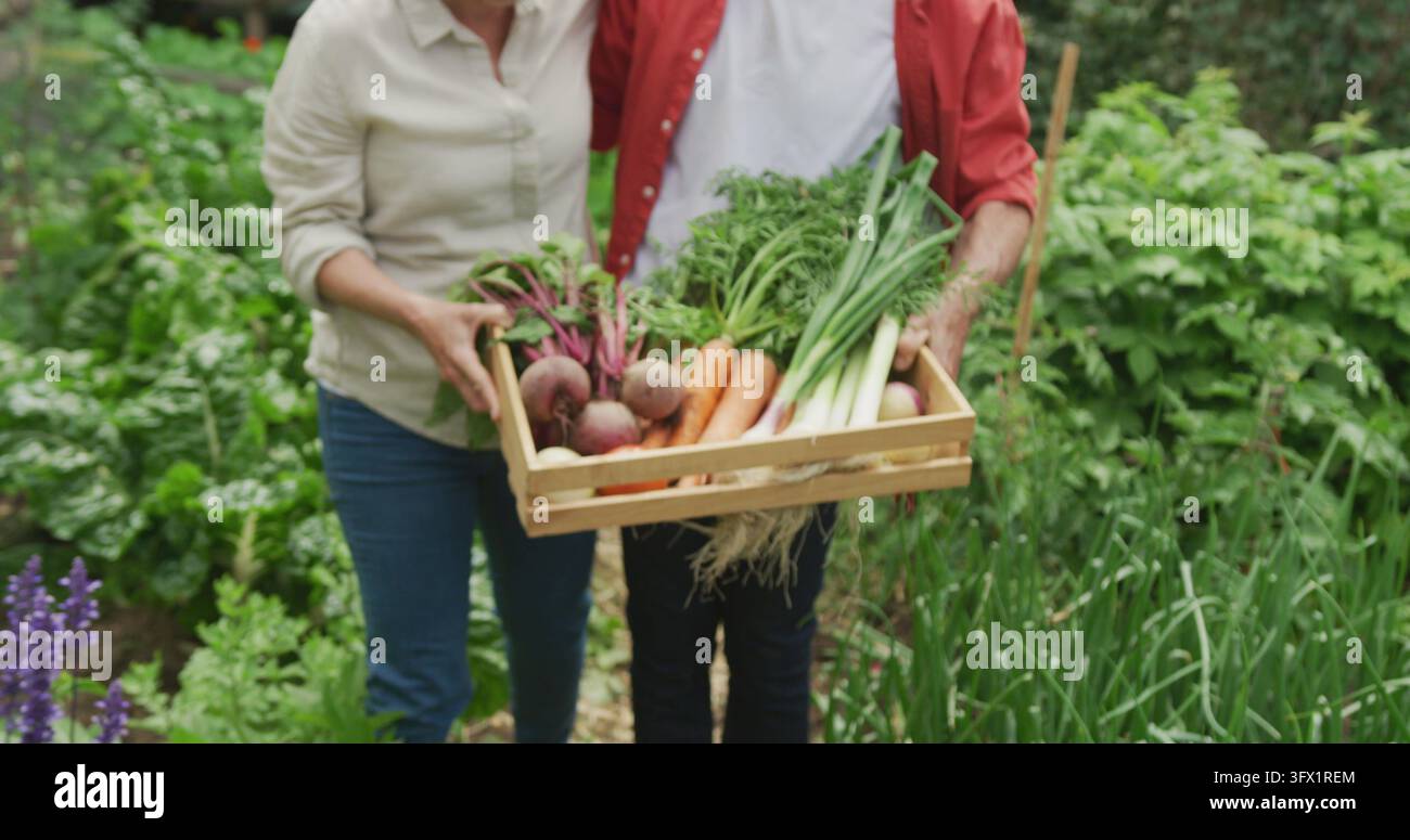 Couple senior caucasien souriant marchant avec un panier de légumes dans le jardin Banque D'Images