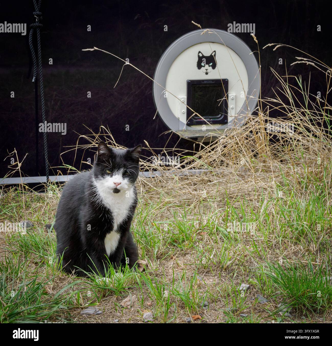 Un chat noir et blanc et sa chatière sur mesure sur une péniche noire et blanche dans le Somerset, Royaume-Uni Banque D'Images