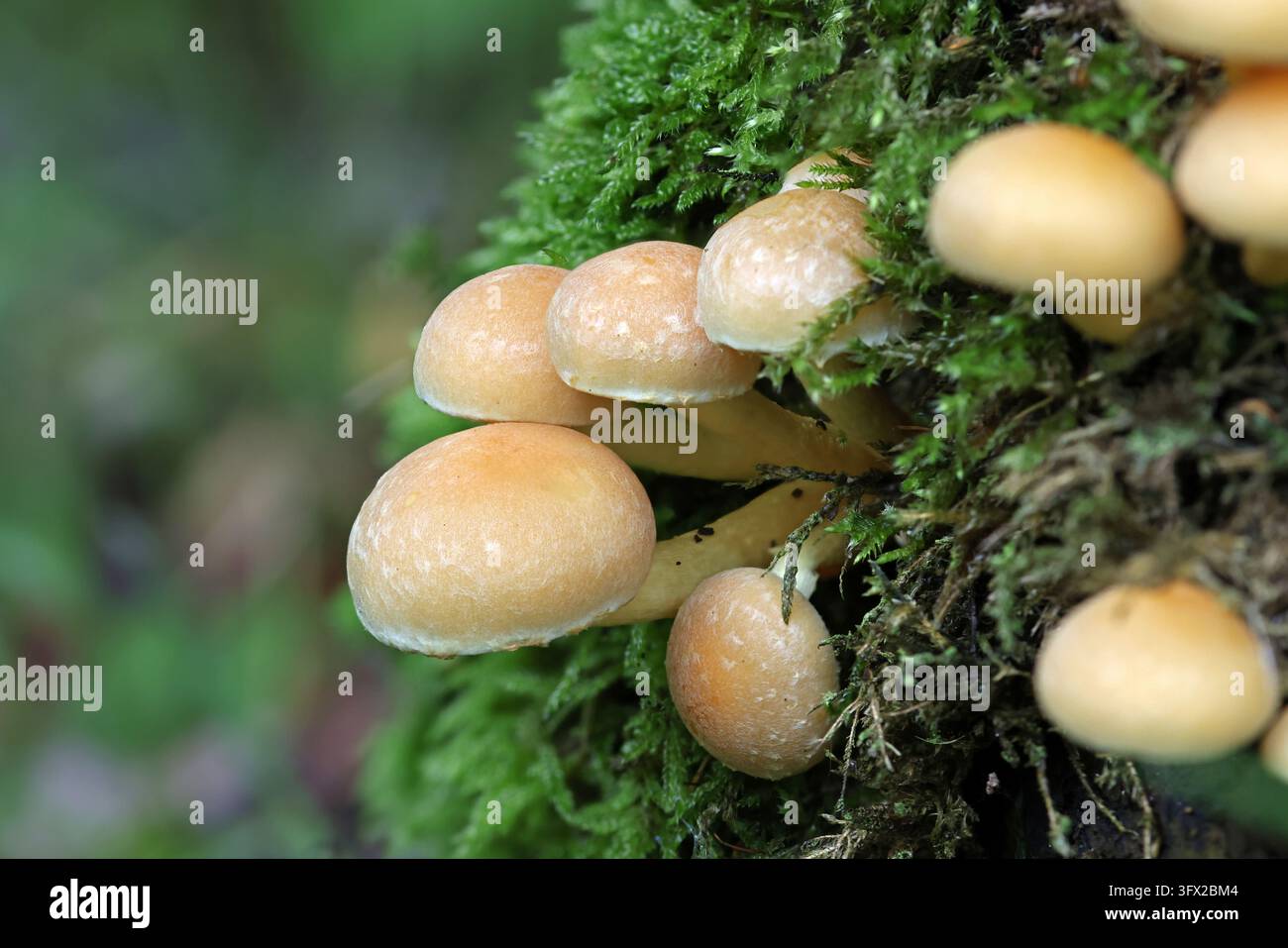 Grossissement de jeunes champignons à touffes de soufre poussant en grappes sur du bois moussu dans une forêt d'automne, Hypholoma Fasciculare Banque D'Images