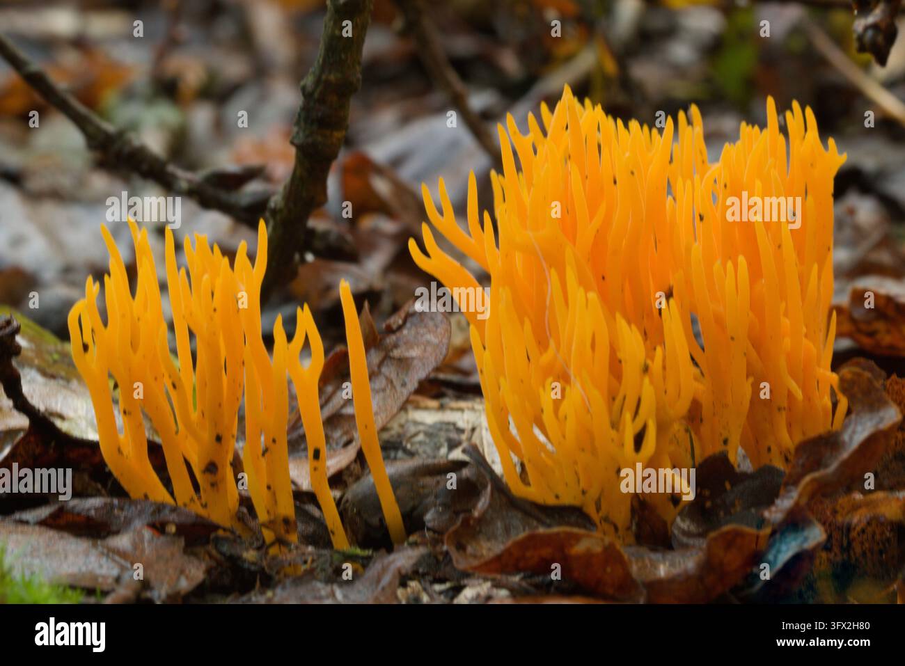 gros plan d'un champignon coralline orange et collant, Calocera viscosa Banque D'Images