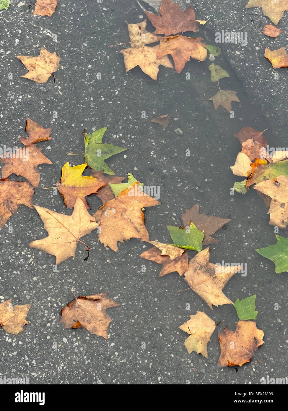 Feuilles d'automne colorées tombées sur de l'asphalte mouillé avec une flaque peu profonde - Image de stock capturée avec un smartphone