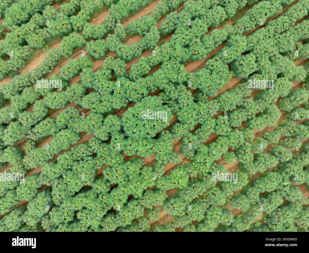 Vue aérienne d'une plantation de manioc verte sur des terres agricoles pendant la saison des pluies. Des cultures tolérantes à la sécheresse soutenant la sécurité alimentaire et l'agriculture durable Banque D'Images