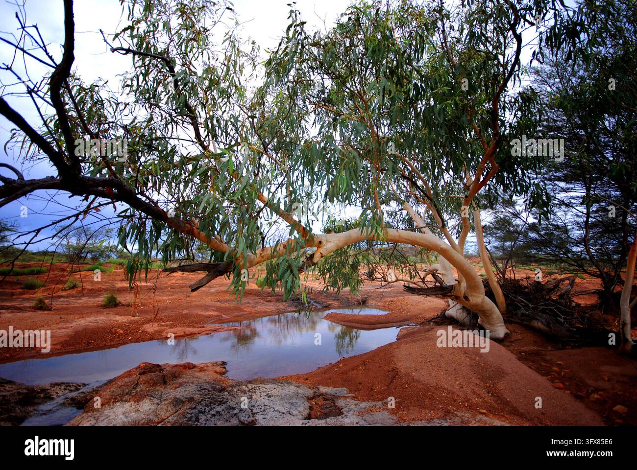 Surprise Creek après de fortes pluies, Parc national de Bladensburg, Winton, Queensland occidental Banque D'Images