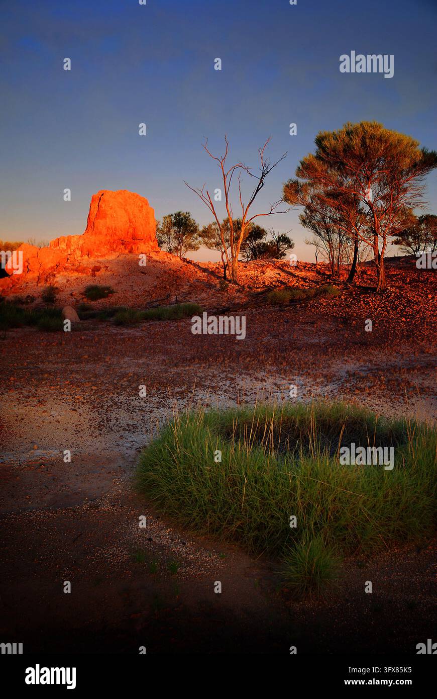 Butte éclairée par le soleil de l'après-midi avec un anneau de spinifex au premier plan, Parc national de Bladensberg, Winton, Queensland occidental Banque D'Images