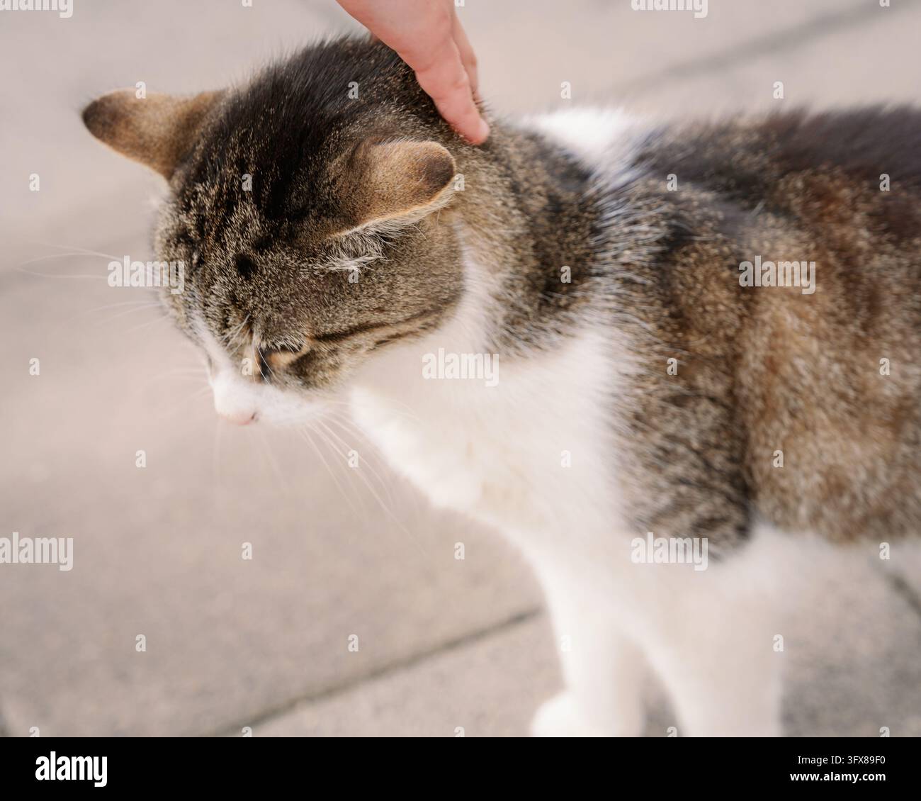 Person caressant avec amour un chat domestique mignon en plein air, mettant en valeur les soins aux animaux, le lien humain-animal, l'affection et une interaction paisible Banque D'Images