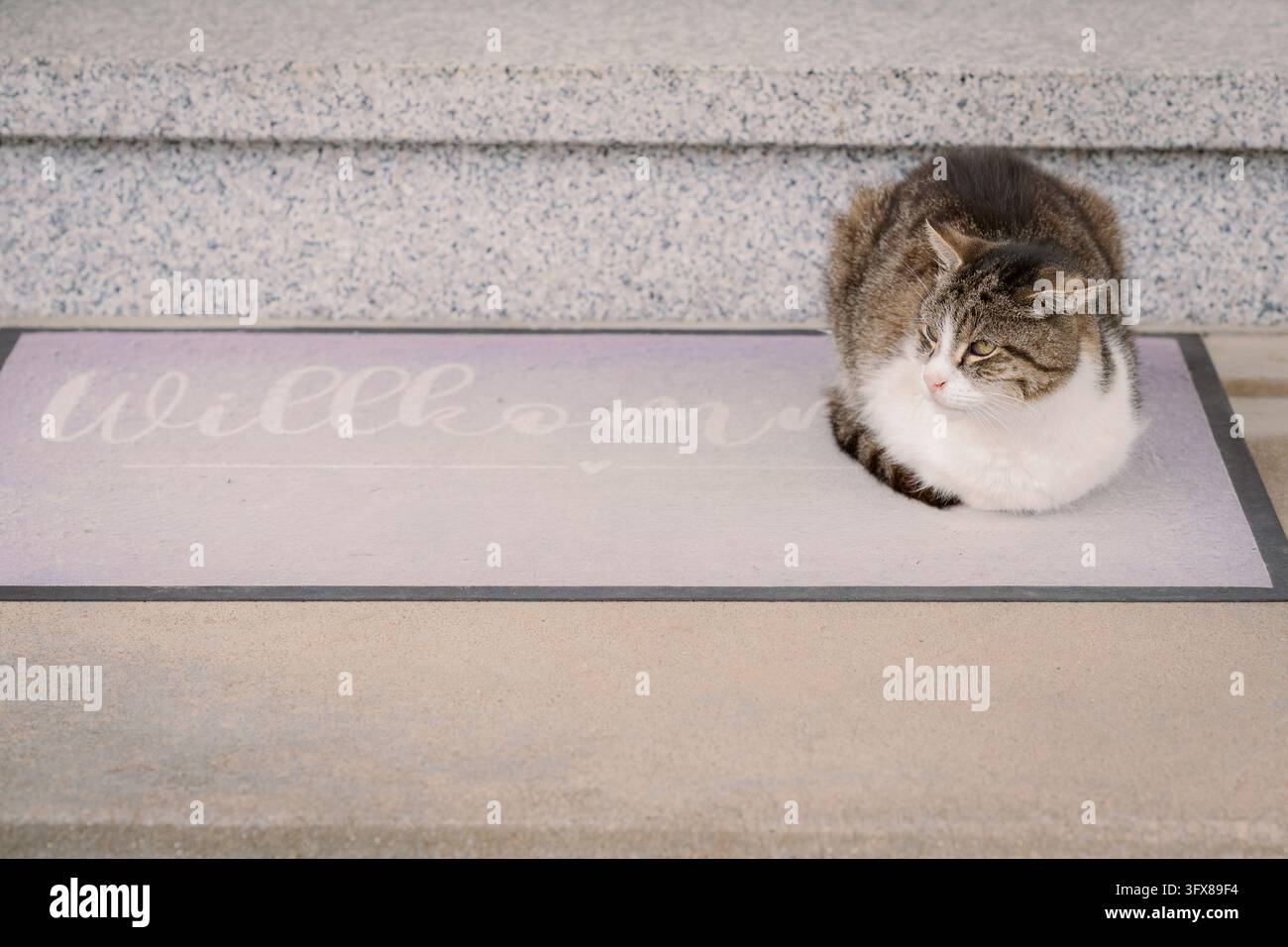 Adorable chat domestique roulé en boule sur un paillasson de bienvenue à l'extérieur, capturant une atmosphère chaleureuse de maison, un environnement accueillant pour les animaux et des moments doux d'animaux Banque D'Images