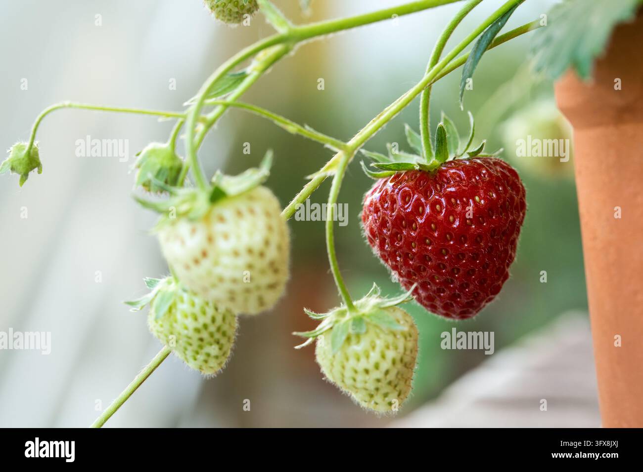 une fraise rouge avec d'autres baies immatures sur une plante de fraisier en pot à l'extérieur Banque D'Images