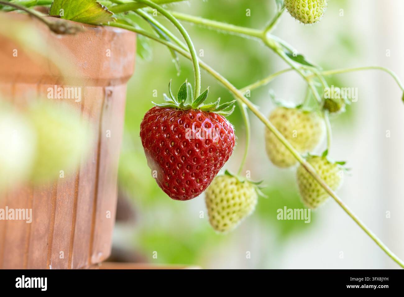 une fraise rouge avec d'autres baies immatures sur une plante de fraisier en pot à l'extérieur Banque D'Images