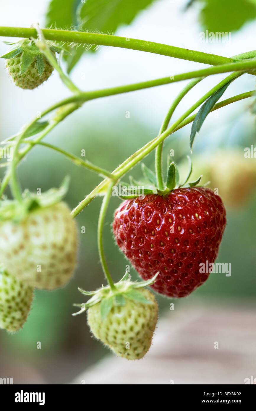 une fraise rouge avec d’autres baies immatures sur une plante de fraisier en plein air Banque D'Images