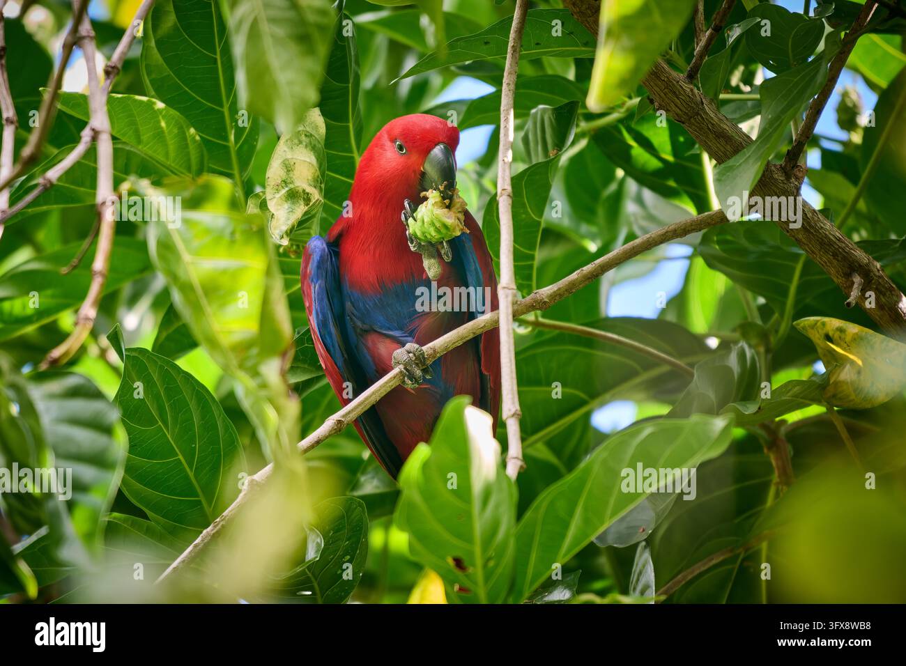 Perroquet noble, Eclectus roratus, Raja Ampat Biodiversity Nature Resort, Waigeo, Raja Ampat, Papouasie occidentale, Indonésie |Eclectus de Papouasie, eclectus à flancs rouges Banque D'Images