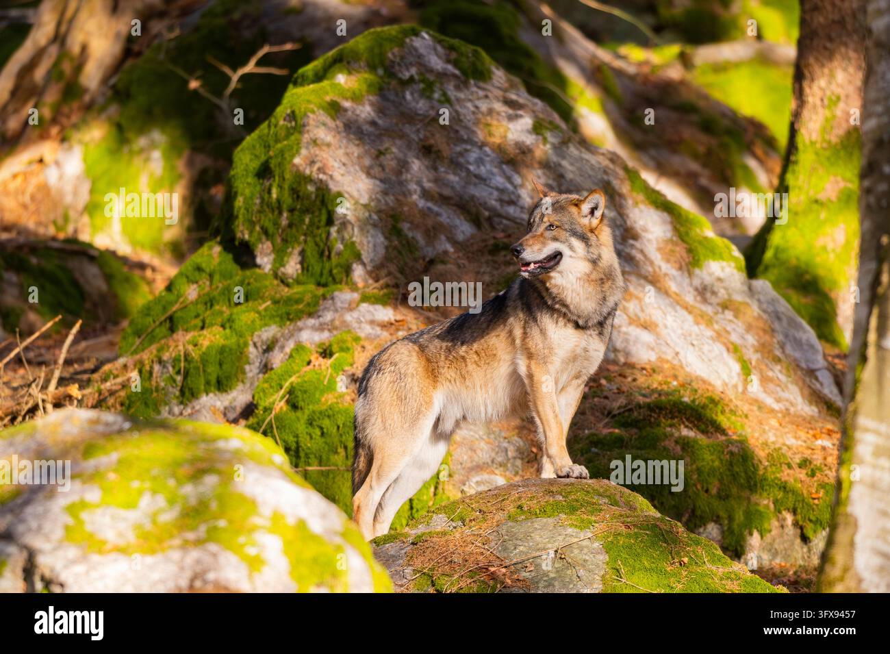 Loup eurasien (Canis lupus lupus) debout dans une forêt, parc national de la forêt bavaroise, Bavière, Allemagne, Europe Banque D'Images