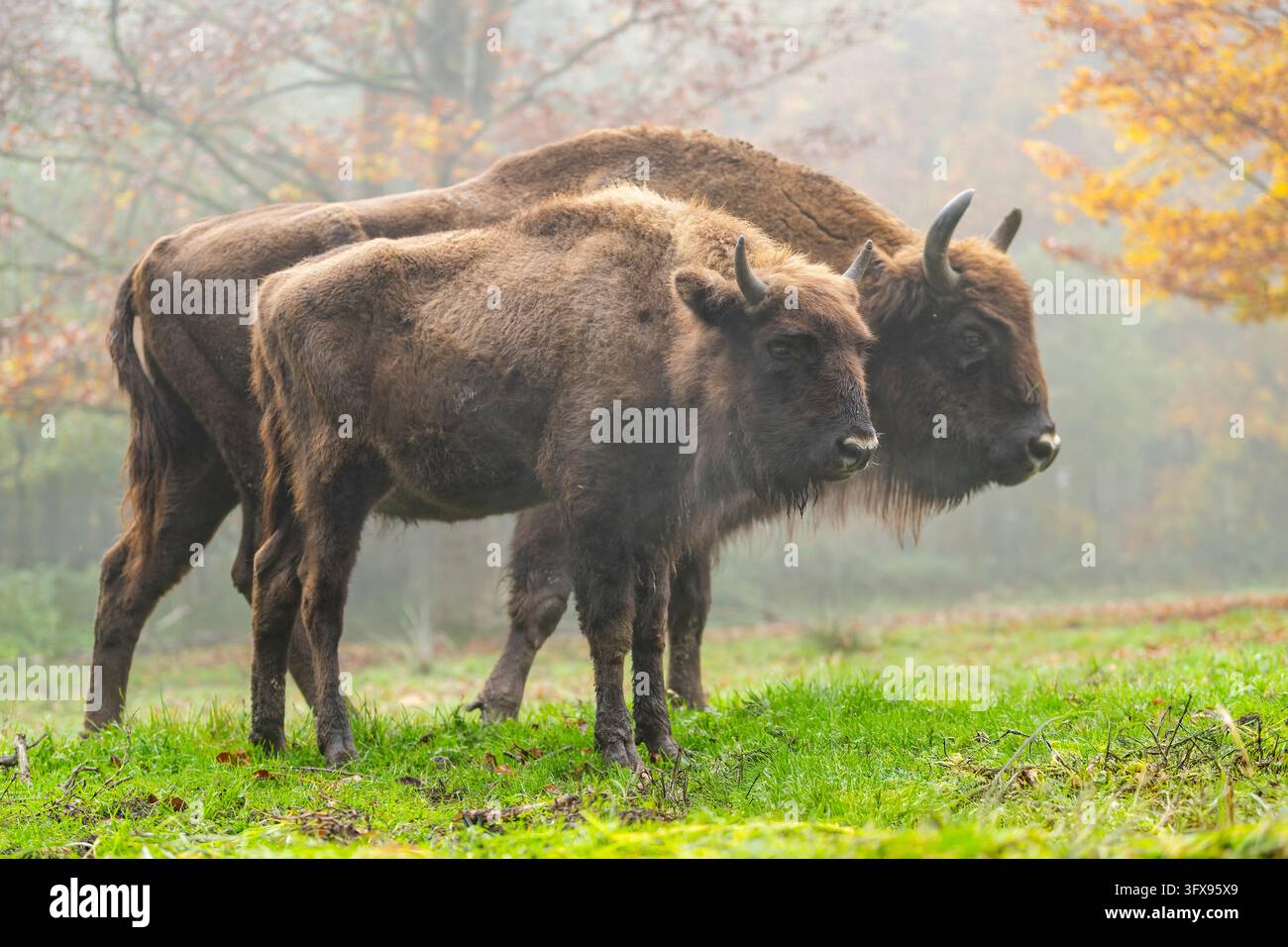 Bison d'Europe (Bison bonasus) debout sur une clairière d'une forêt en automne, Bavière, Allemagne, Europe Banque D'Images