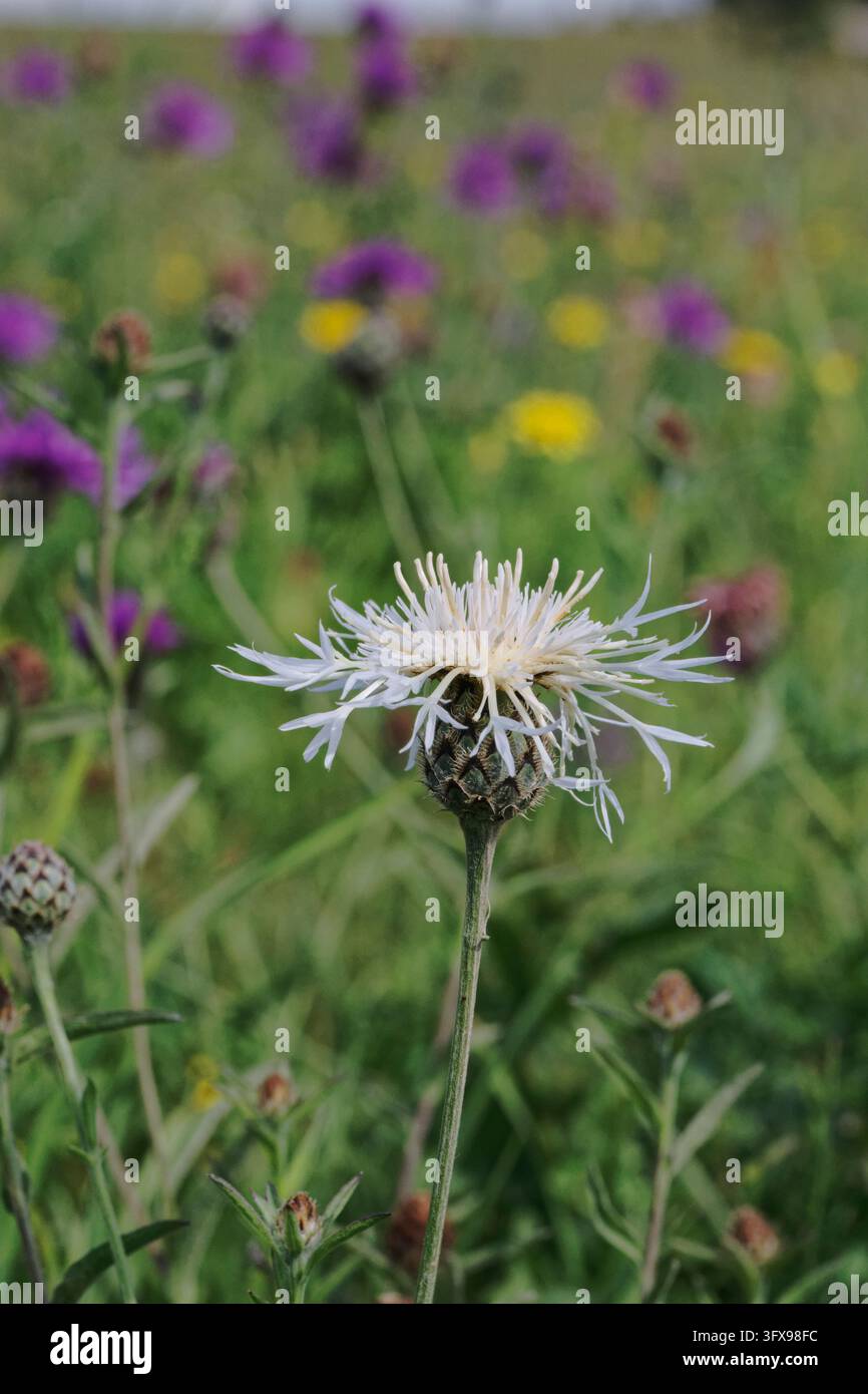 Centaurée scabieuse (Centaurea scabiosa f.albiflora) forme blanche rare fleurie sur prairie calcaire, Bulford Down, Salisbury Plain, Wiltshire, Royaume-Uni. Banque D'Images