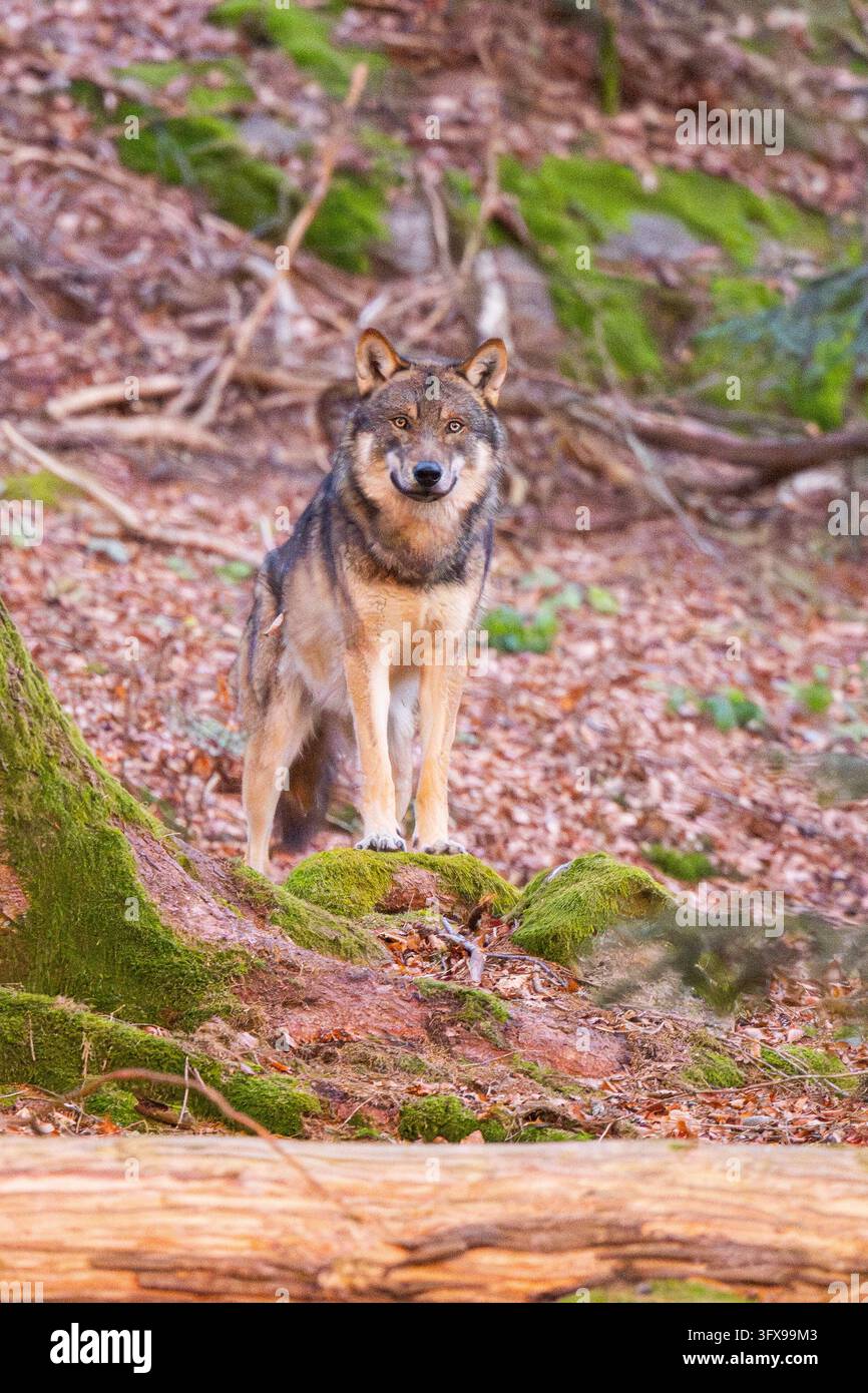 Loup eurasien (Canis lupus lupus) debout dans une forêt, parc national de la forêt bavaroise, Bavière, Allemagne, Europe Banque D'Images