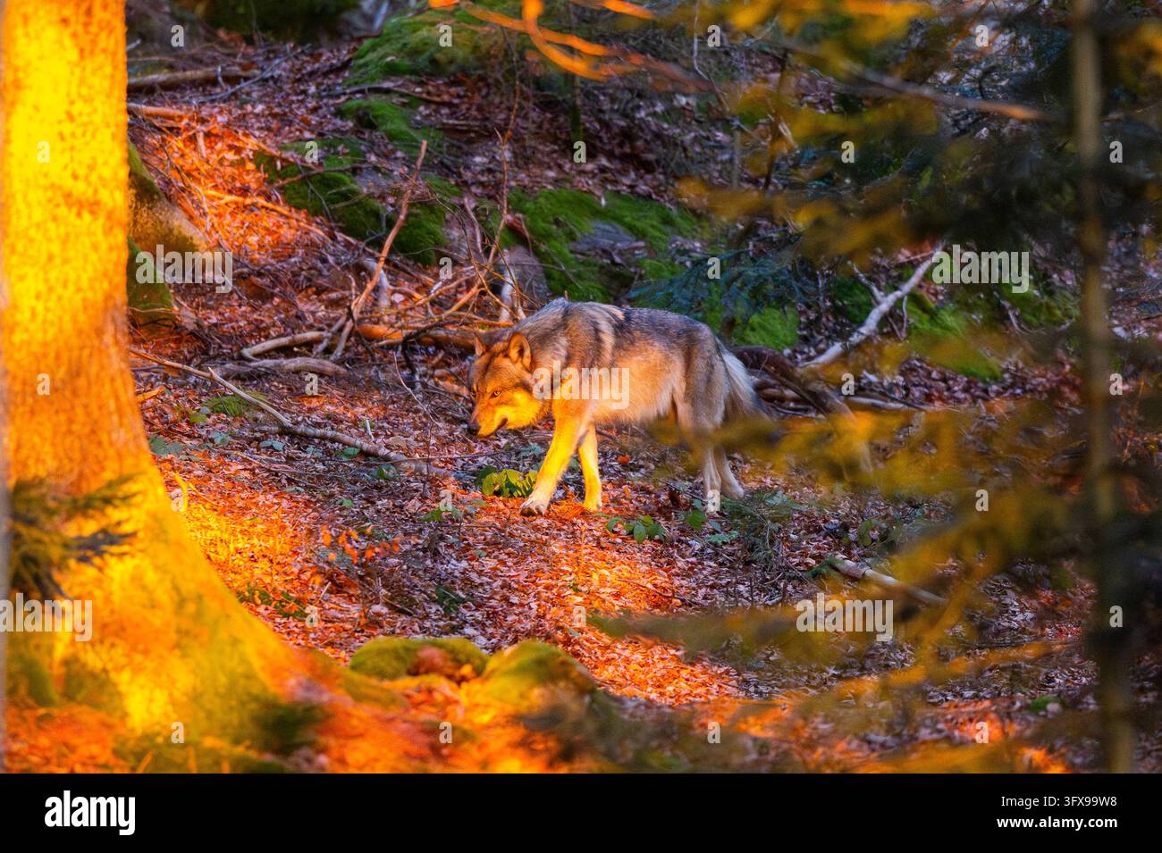 Loup eurasien (Canis lupus lupus) debout dans une forêt, parc national de la forêt bavaroise, Bavière, Allemagne, Europe Banque D'Images