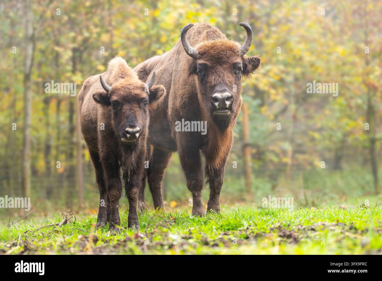 Bison d'Europe (Bison bonasus) debout sur une clairière d'une forêt en automne, Bavière, Allemagne, Europe Banque D'Images