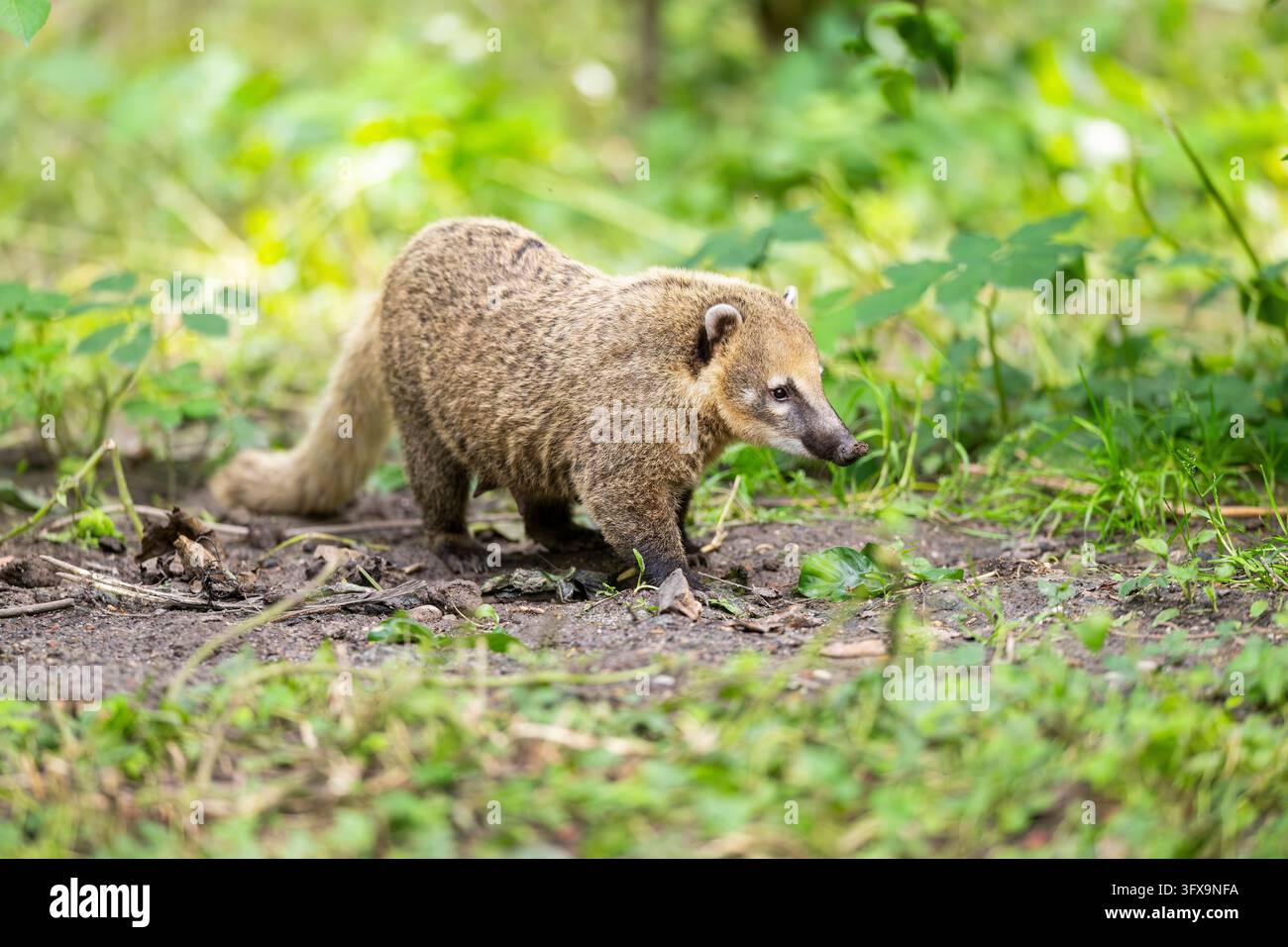 Coati sud-américain (Nasua nasua) debout sur le sol, captif, Zoo Augsburg Banque D'Images