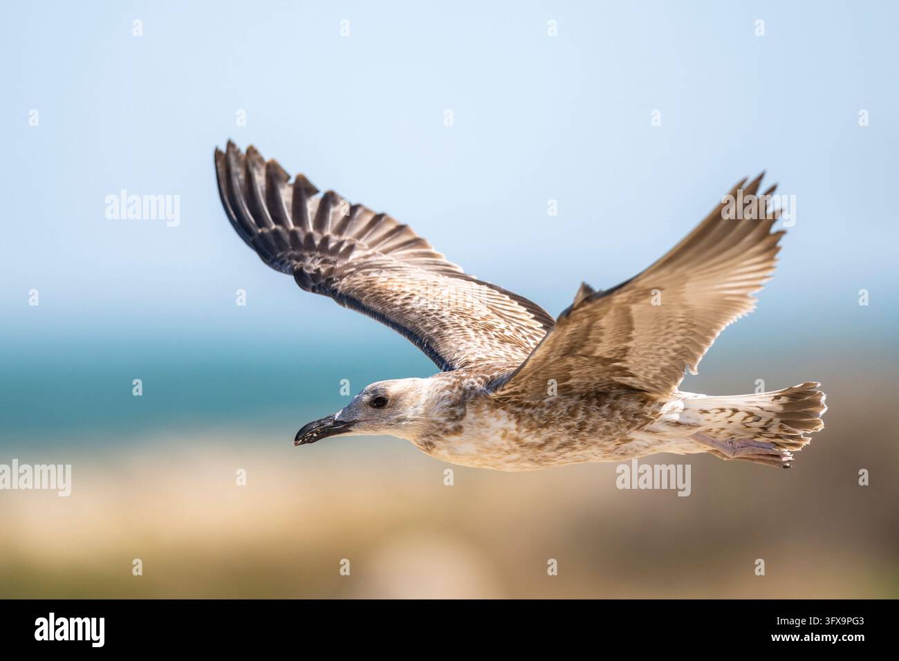Goéland à pattes jaunes (Larus michahellis) jeune, volant, Parc naturel régional de Camargue, France, Europe Banque D'Images