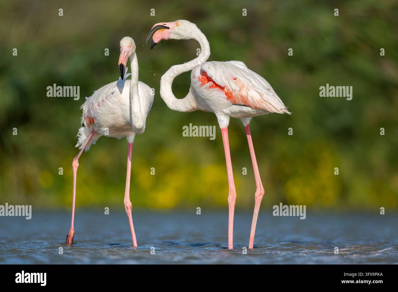 Grand Flamingos (Phoenicopterus roseus) debout dans l'eau, Parc naturel régional de Camargue, France, Europe Banque D'Images