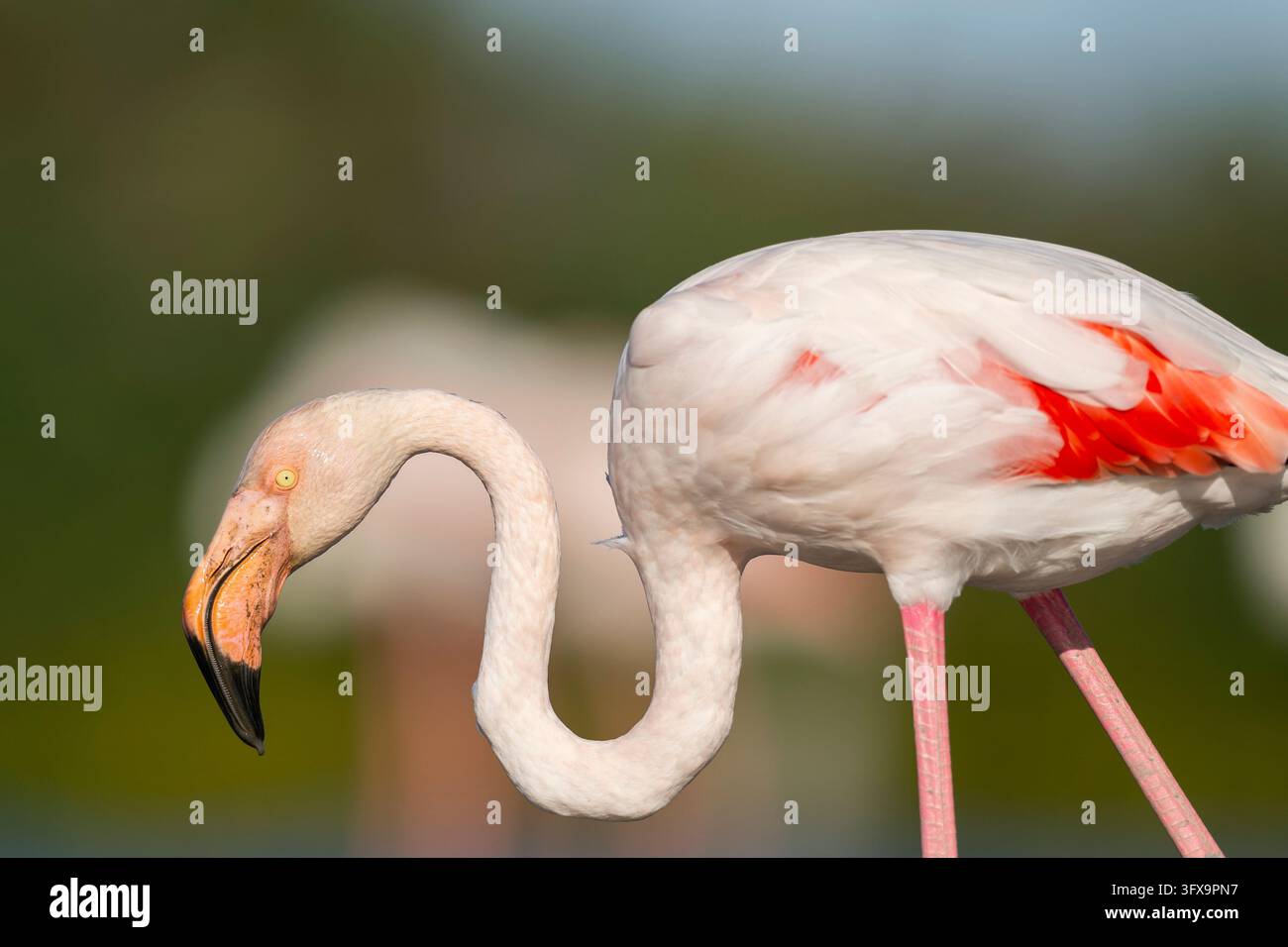 Grand Flamingo (Phoenicopterus roseus), portrait, Parc naturel régional de Camargue, France, Europe Banque D'Images