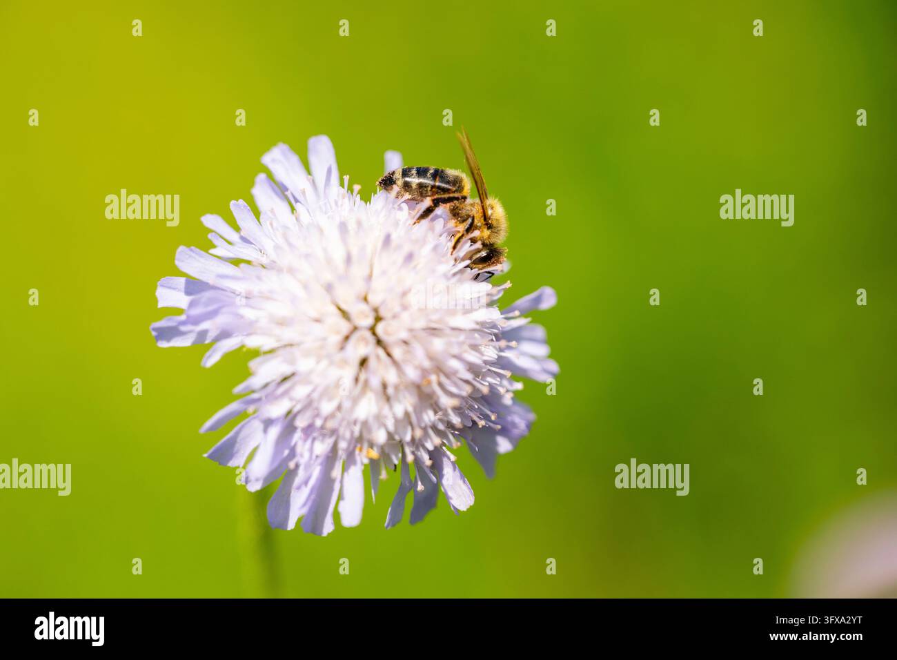 Abeille européenne (Apis mellifera) assise sur une fleur, Autriche Banque D'Images