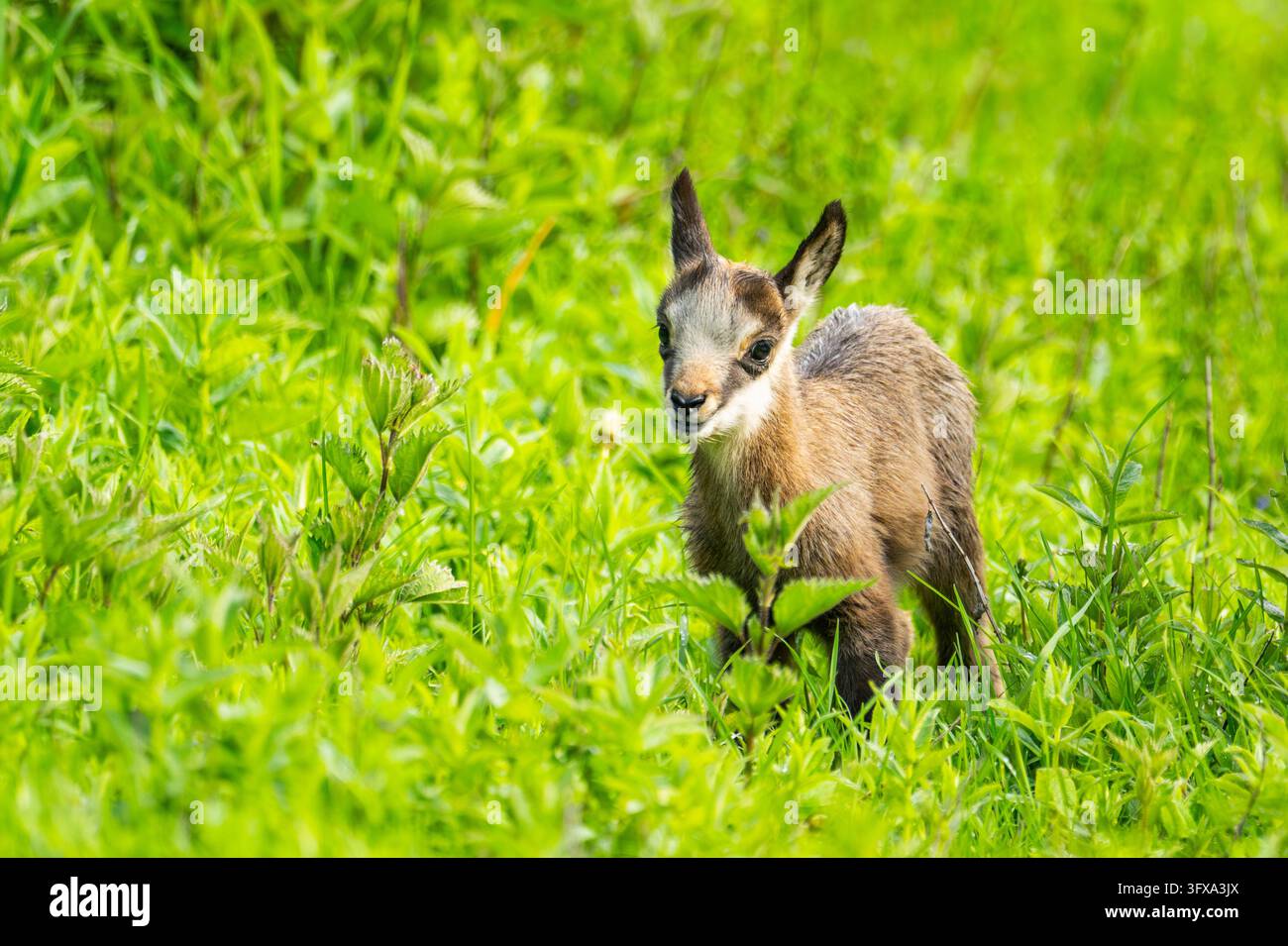 Chamois (Rupicapra rupicapra) jeune (fauve) debout sur une prairie, Autriche Banque D'Images