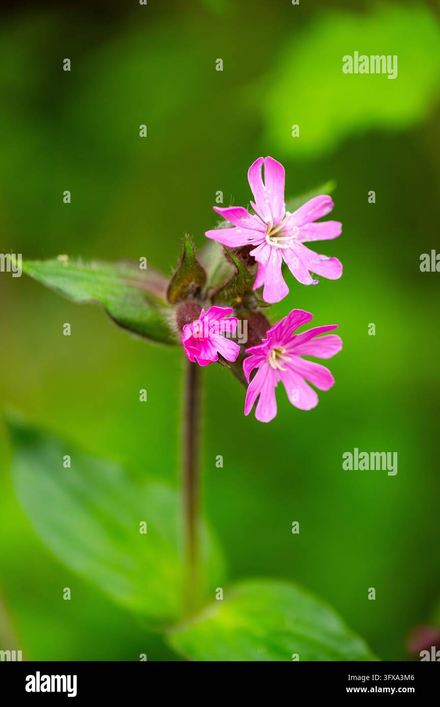 Fleur de campion rouge (Silene dioica), détail, Bavière, Allemagne Banque D'Images