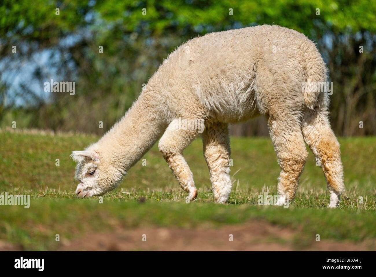 Lama blanc (lama glama) debout sur un pré, Bavière, Allemagne, Europe Banque D'Images