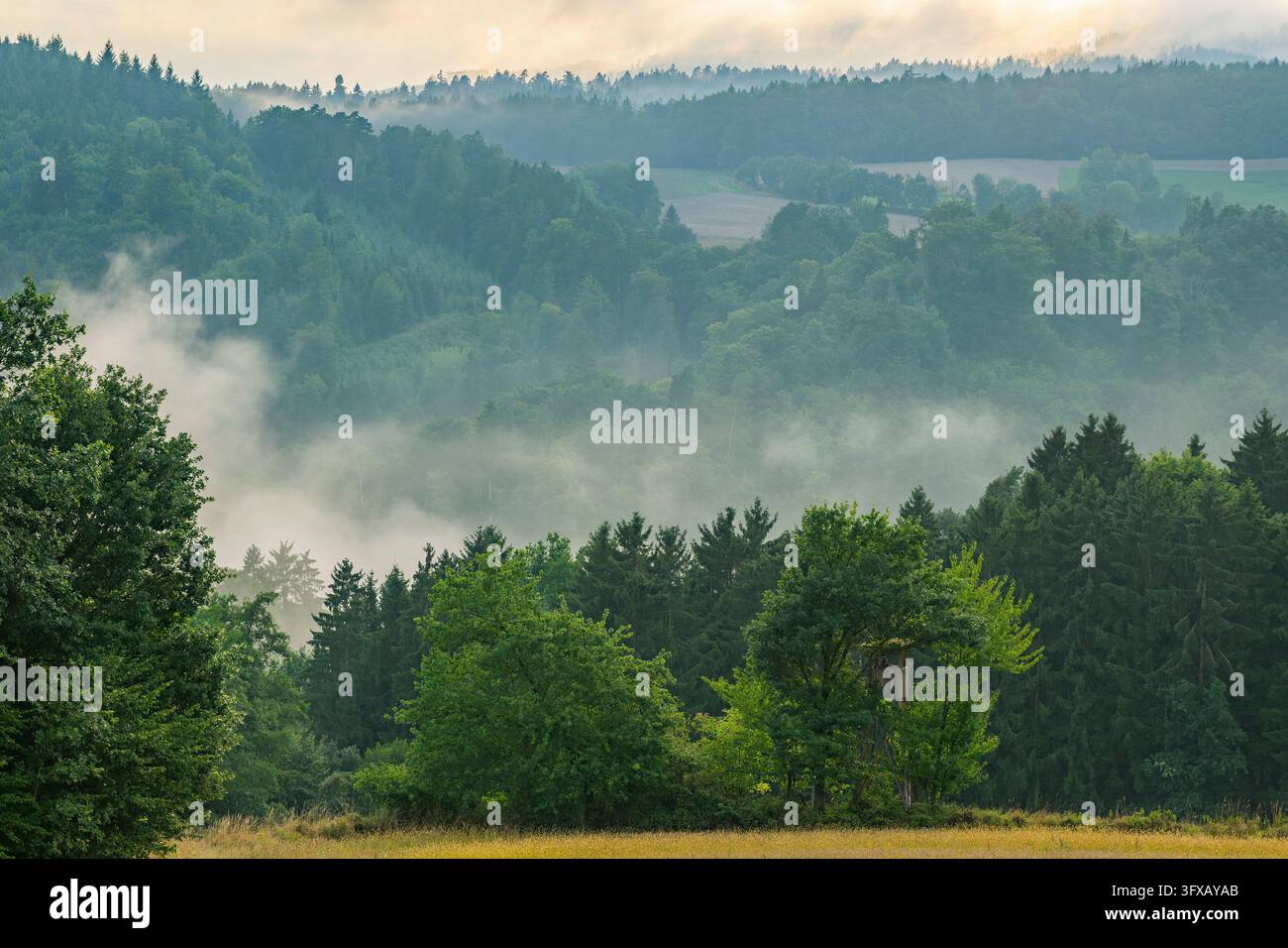 Brouillard montant dans la soirée au-dessus de la forêt, près de Ratisbonne, Haut-Palatinat, Bavière, Allemagne Banque D'Images