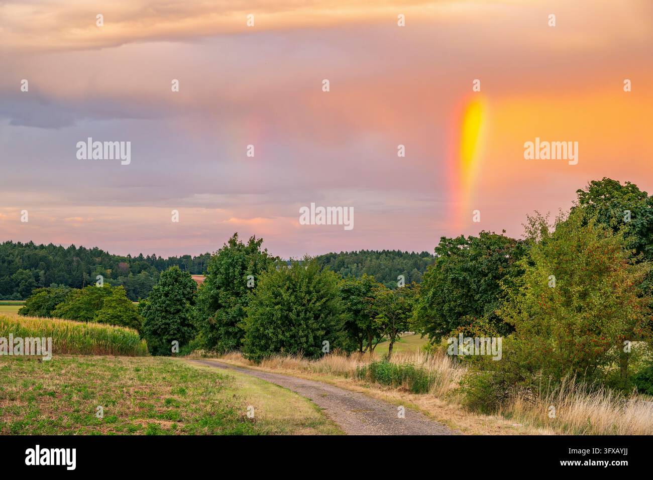 Arc-en-ciel dans le ciel à la lumière du soir au-dessus d'un parth marchant dans un paysage agricole, Haut-Palatinat, Bavière, Allemagne Banque D'Images