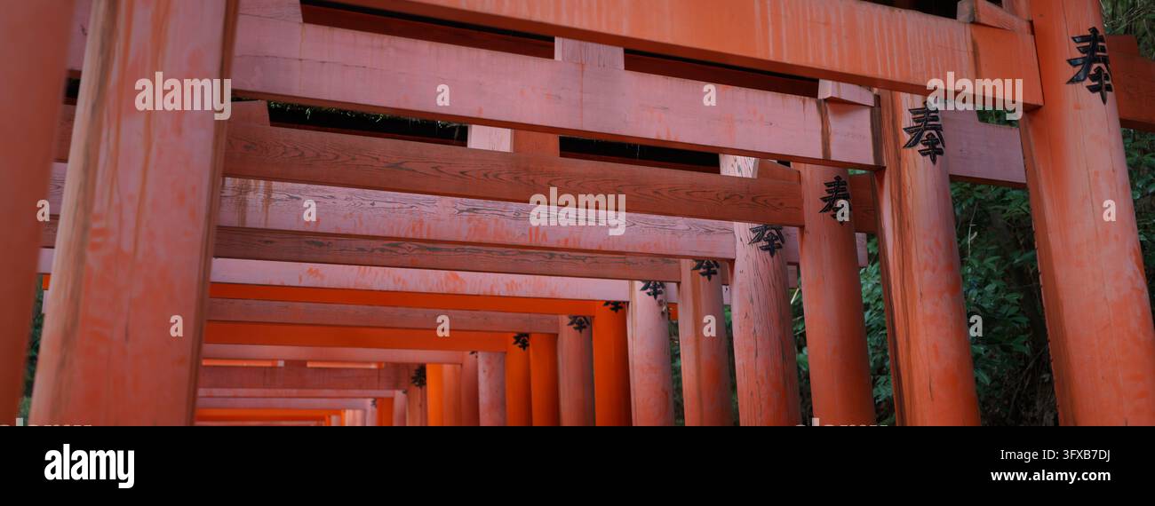 Vue panoramique basse des poutres et piliers de portes torii vermillons se chevauchant avec des kanjis noirs s'éloignant dans un tunnel dans une forêt à Kyoto, Japon Banque D'Images