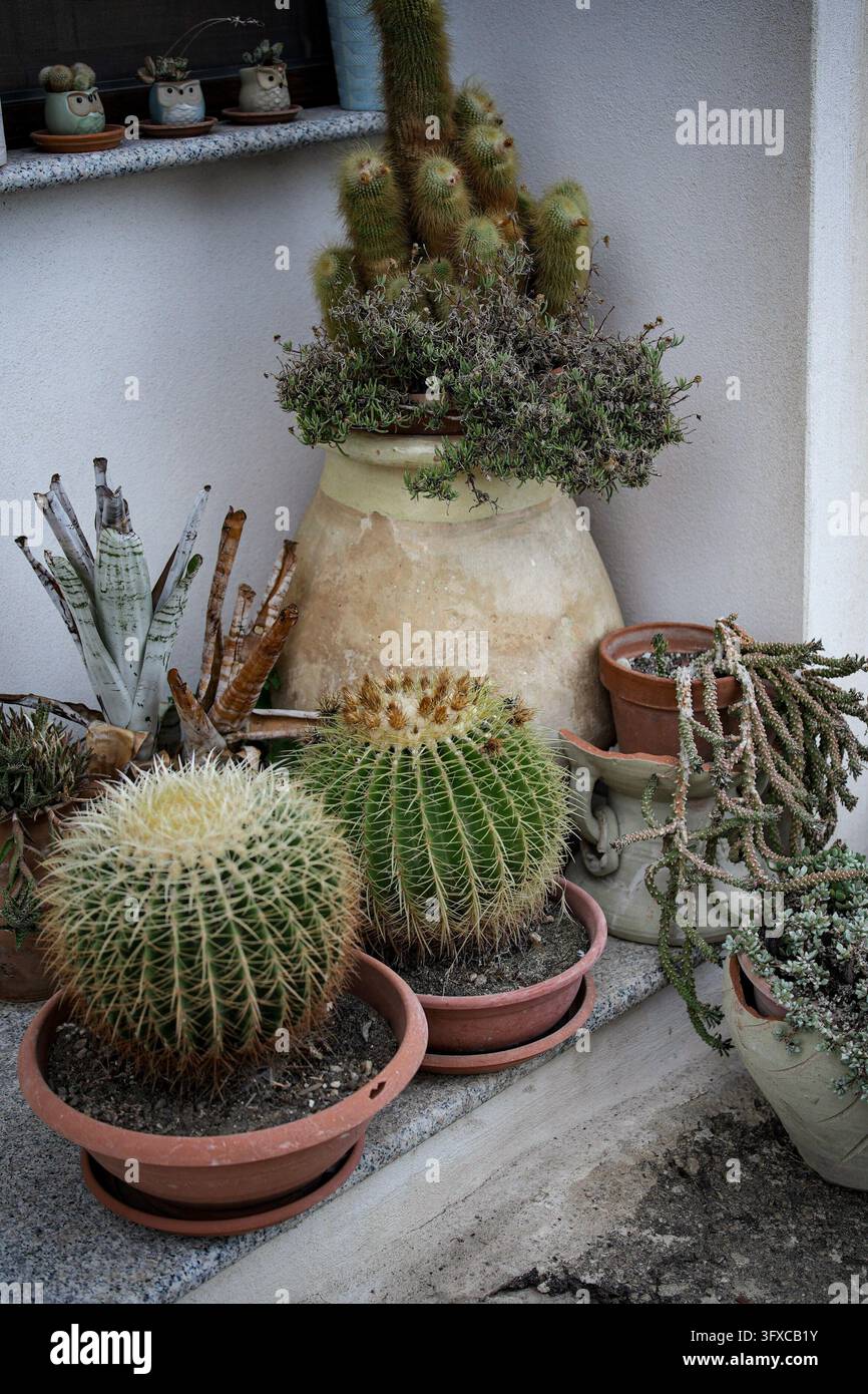 Deux cactus en forme de tonneau dorés ronds avec des épines jaunes sont placés dans des pots en terre cuite rouges devant une grande amphore en argile plantée d'un grand cactus et d'autres succulentes Banque D'Images