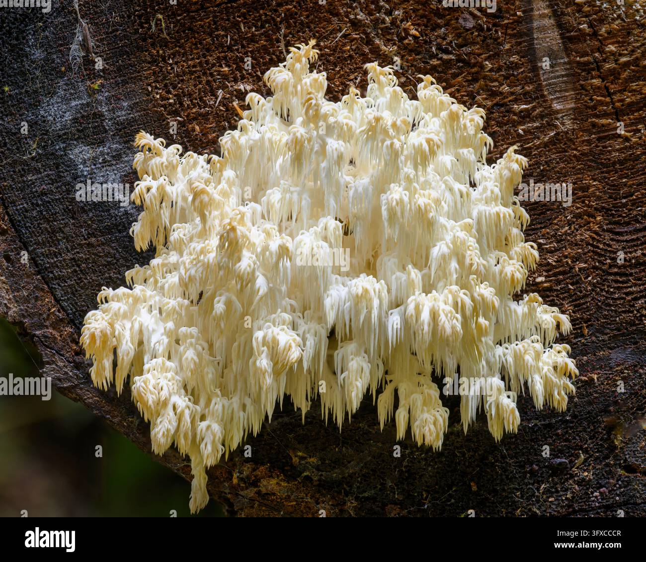Tête d'ours ou champignon hérisson corail occidental ; Forêt nationale de Willamette, Chaîne des Cascades, Oregon Banque D'Images