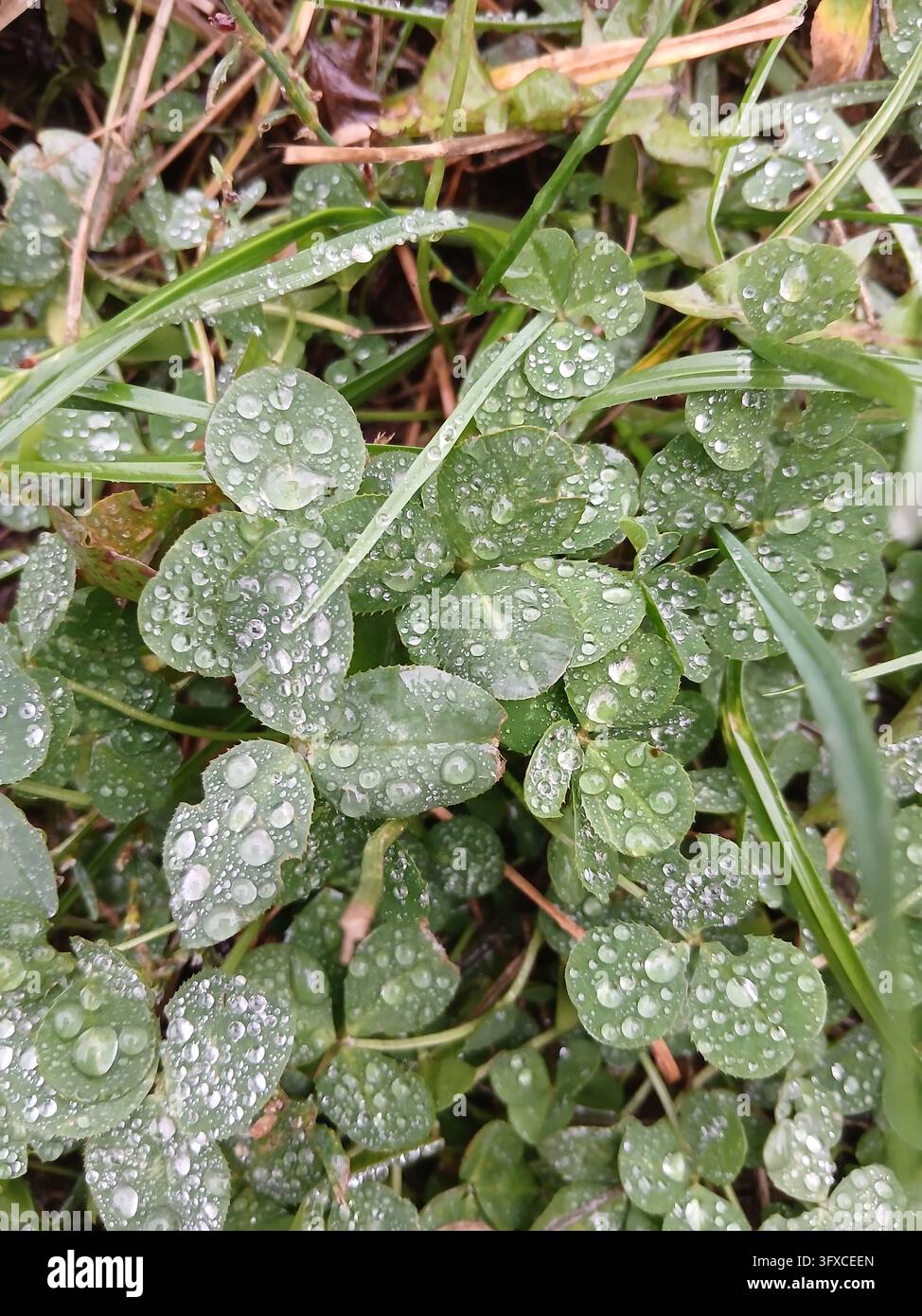 Un gros plan vertical détaillé de feuilles de trèfle vert vif avec des gouttes de pluie brillantes dans un jardin d'été. - Image de stock capturée avec un smartphone