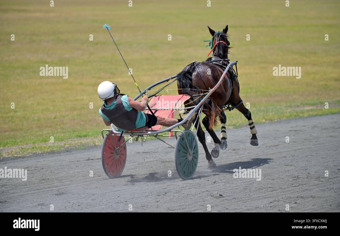 BRISBANE - 08 NOV 2023:Jockey et cheval rapides pendant une course de trotteurs. Les courses de chars ont été développées par la civilisation assyrienne antique vers 2000 av. J.-C. Banque D'Images