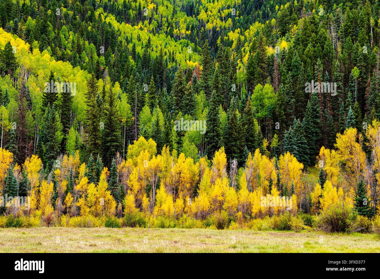 Feuillage automnal coloré magnifique ; Rocky Mountains ; San Juan National Forest ; Colorado ; Montagnes des États-Unis ; Million Dollar Highway ; Colorado ; États-Unis Banque D'Images
