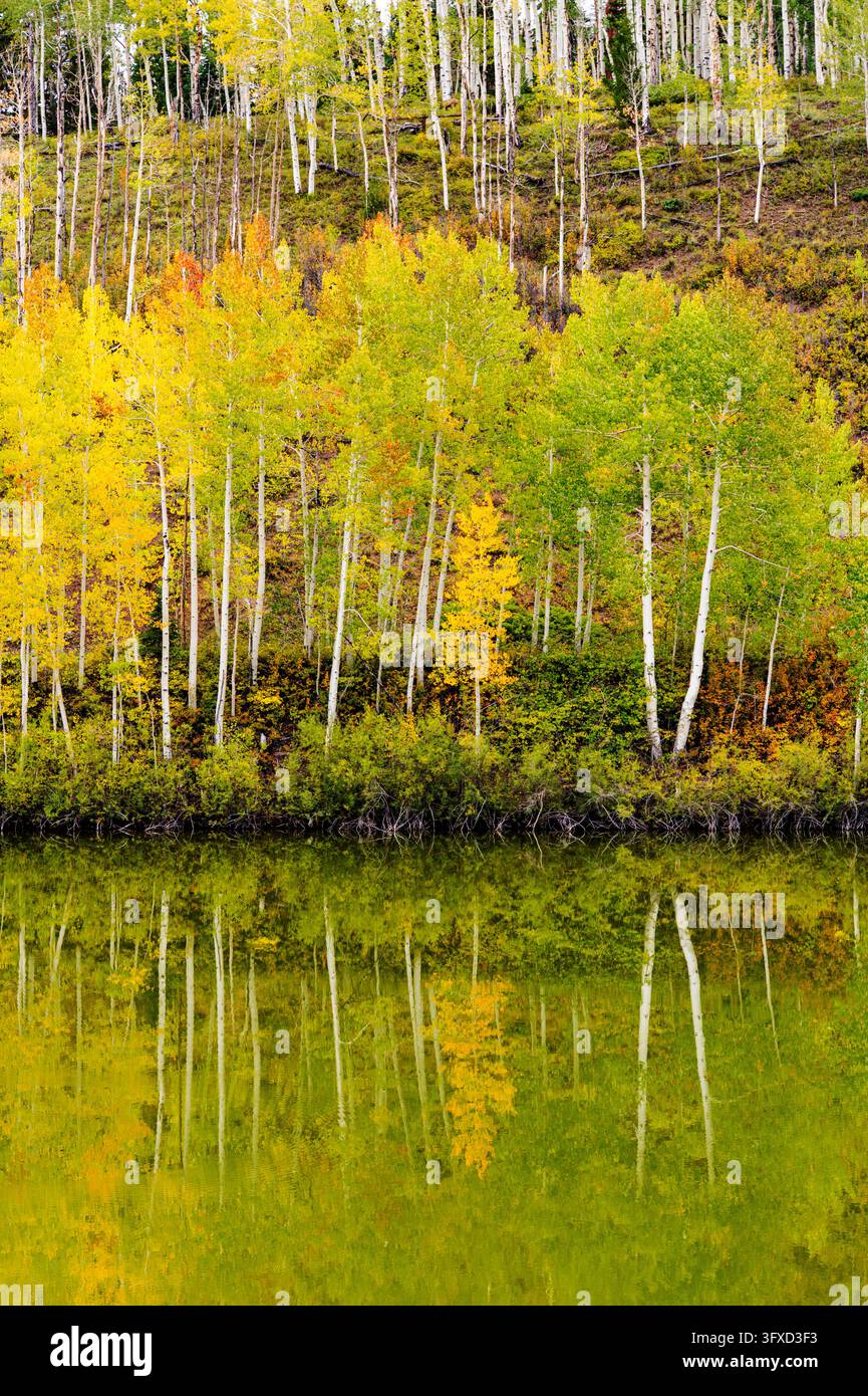 Feuillage automnal coloré magnifique ; Rocky Mountains ; San Juan National Forest ; Colorado ; Montagnes des États-Unis ; Million Dollar Highway ; Colorado ; États-Unis Banque D'Images
